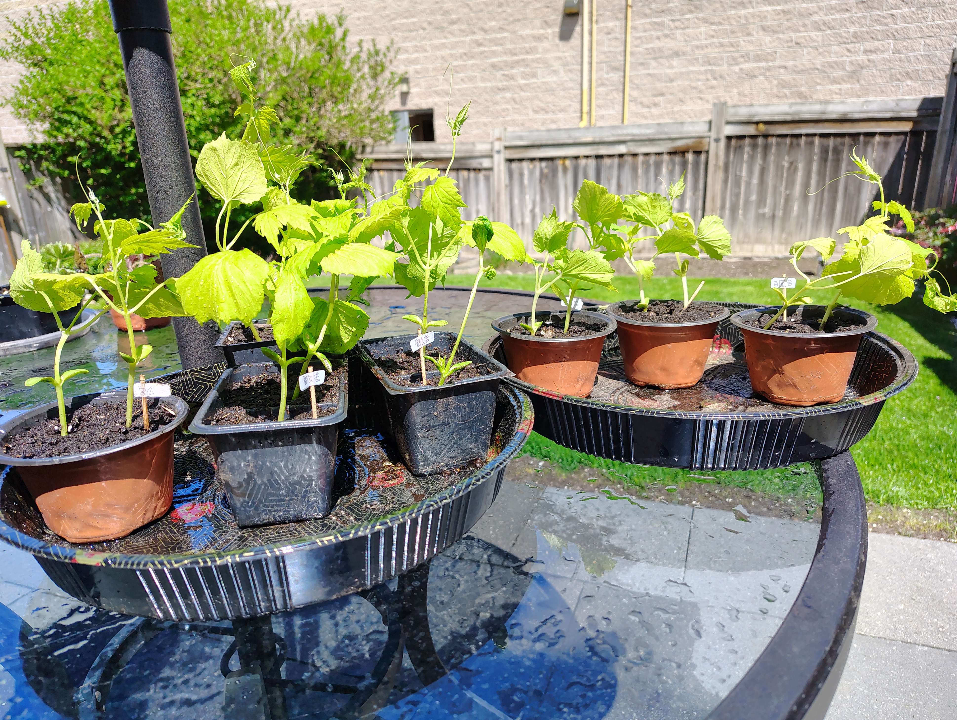 Bitter Melon Plants (Leigong + Apple White Jade)