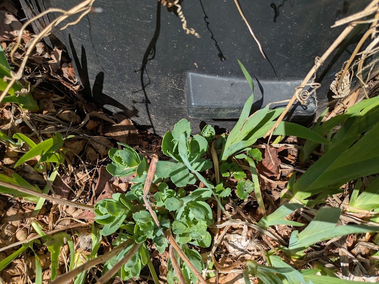 1$ hosta - photo 4