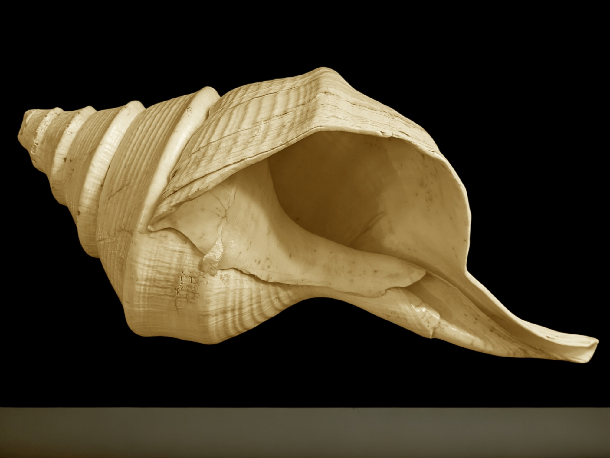 Grand Australian Trumpet Seashell