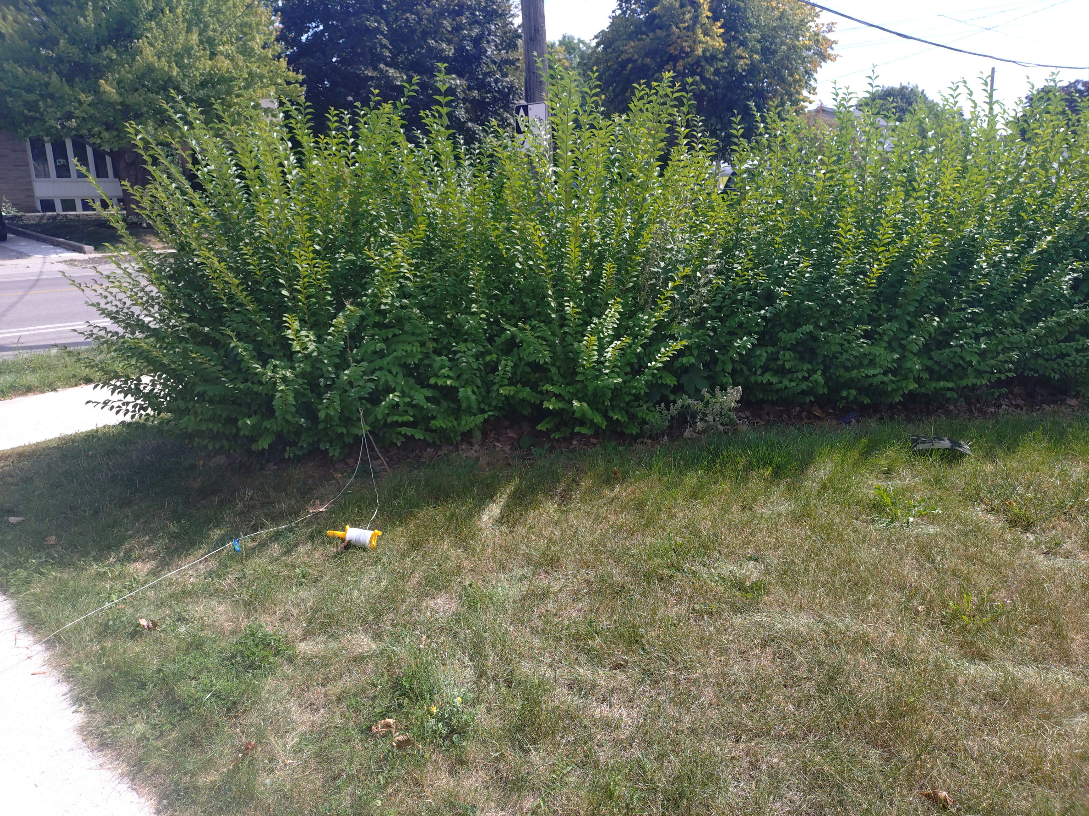 Affordable Lawn Care – Kitchener, Waterloo, Cambridge & Guelph - photo 4