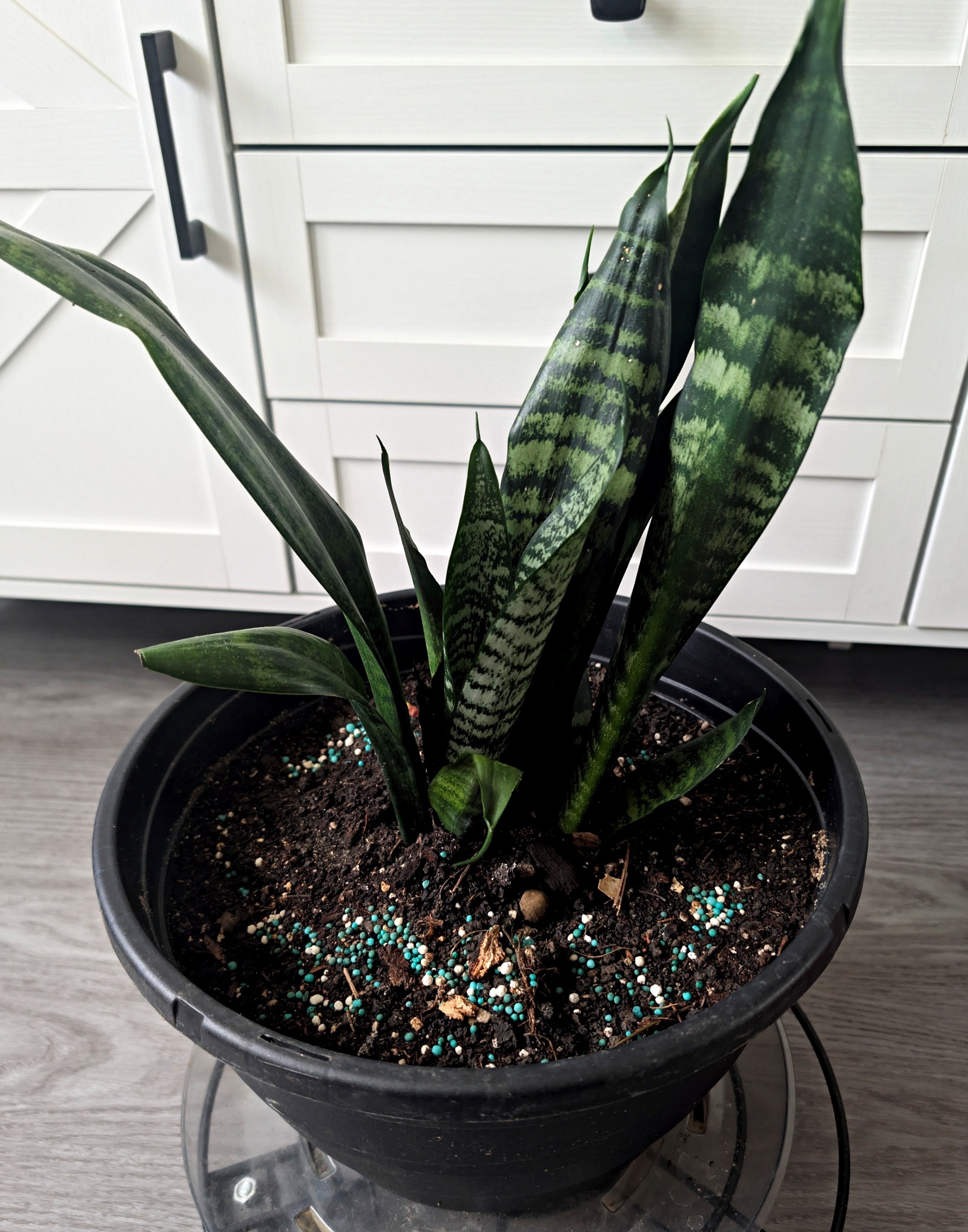 Snake Plant  1