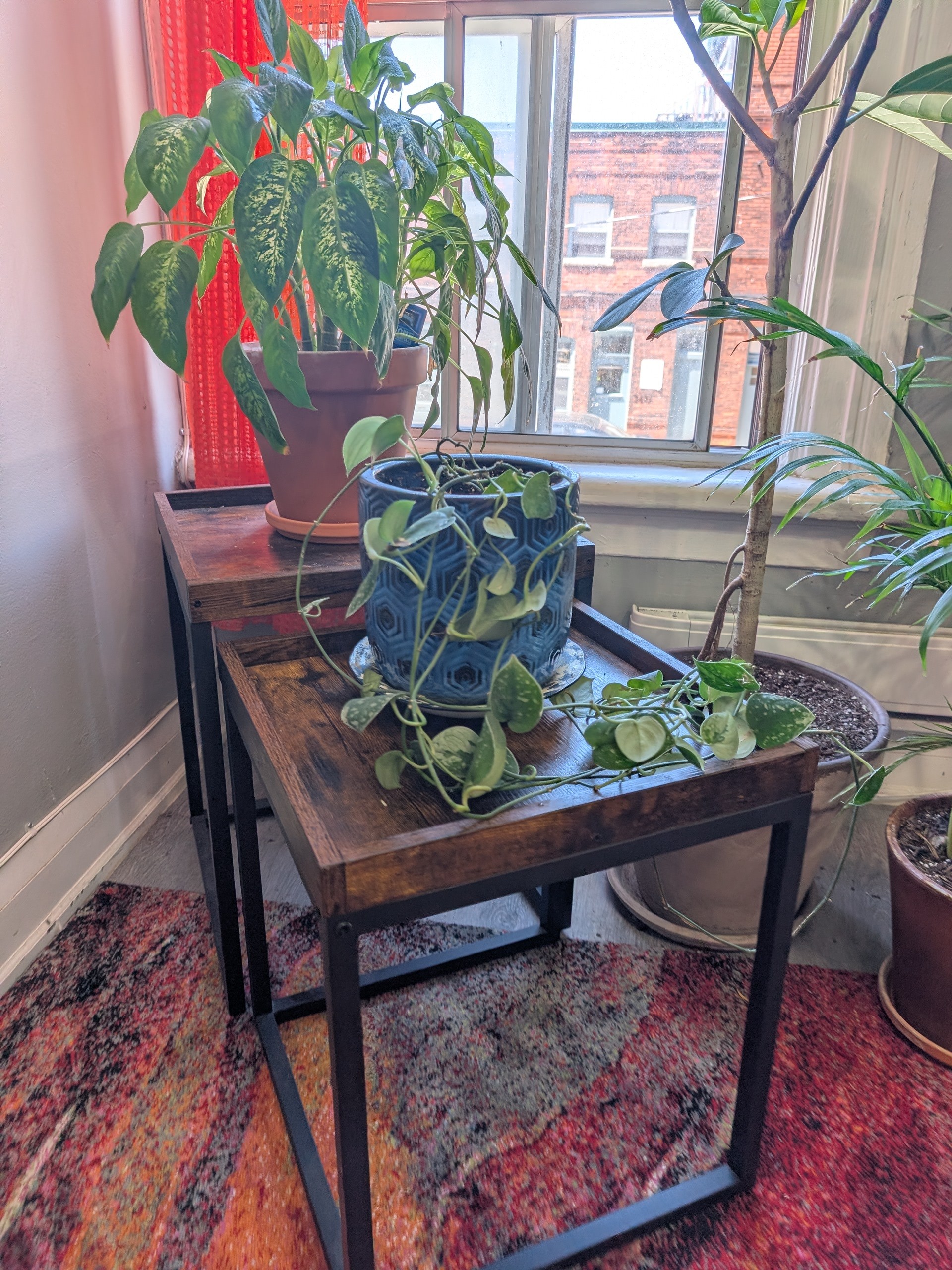 4 Loved Indoor Plants — Pothos, Palm, Amoena, Ficus - photo 2