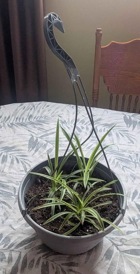 Spider Plant 11" hanger pot indoor spider ivy