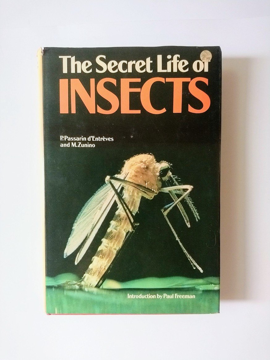 The Secret Life of Insects!