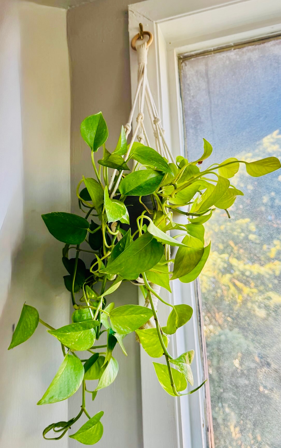 Pothos Plant in Hanging Macrame Holder - photo 3