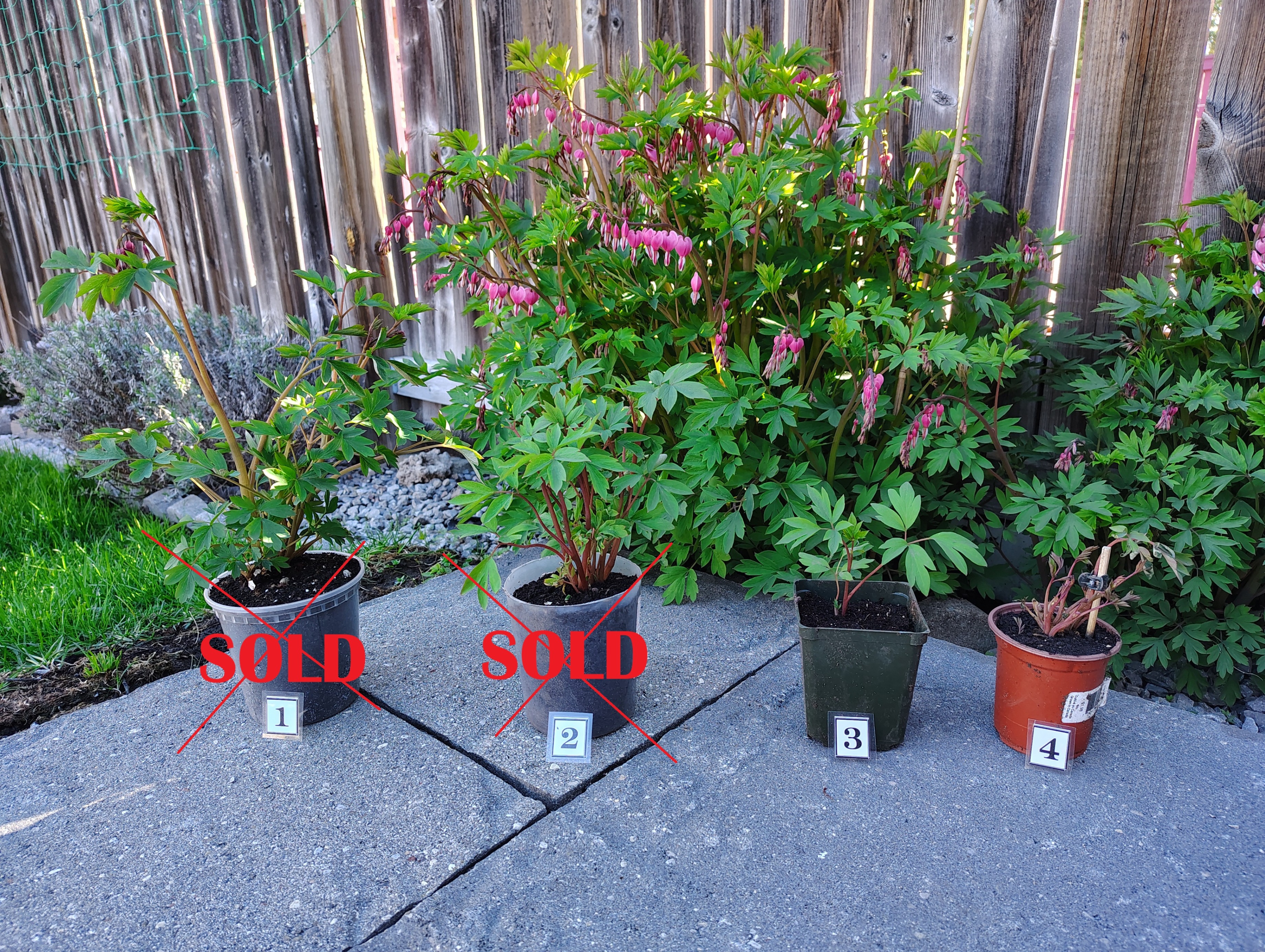 PRICE in AD - HEALTHY FRESH Perennial Bleeding Hearts in Pots