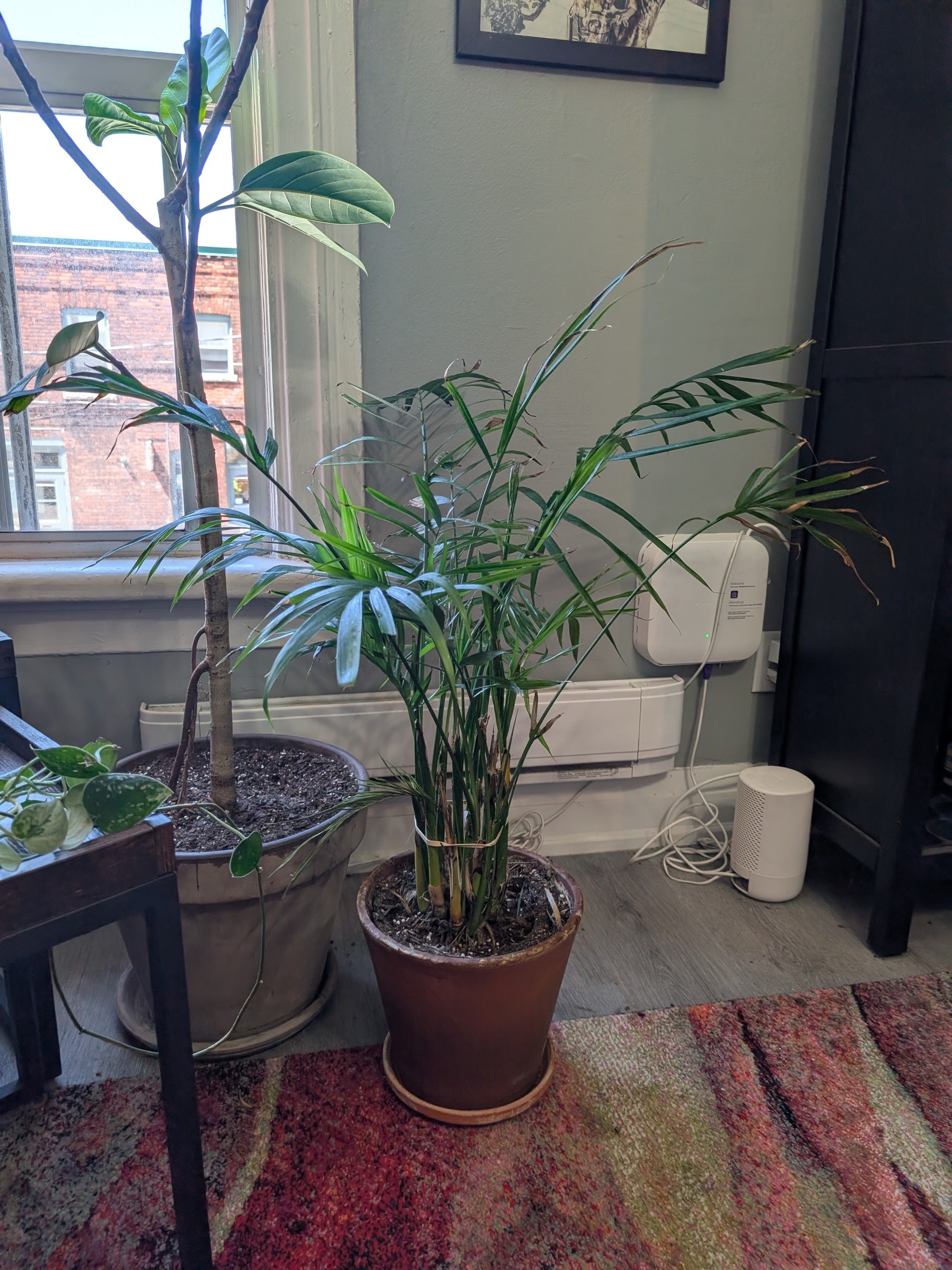 4 Loved Indoor Plants — Pothos, Palm, Amoena, Ficus - photo 3
