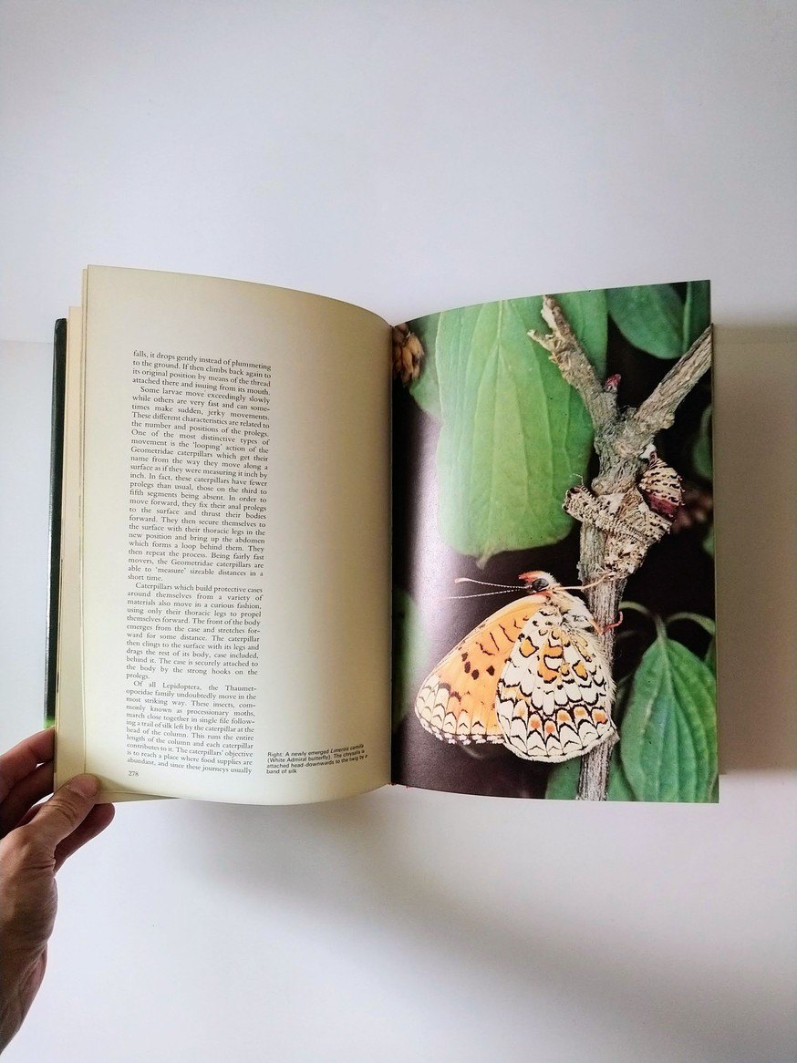 The Secret Life of Insects! - photo 2