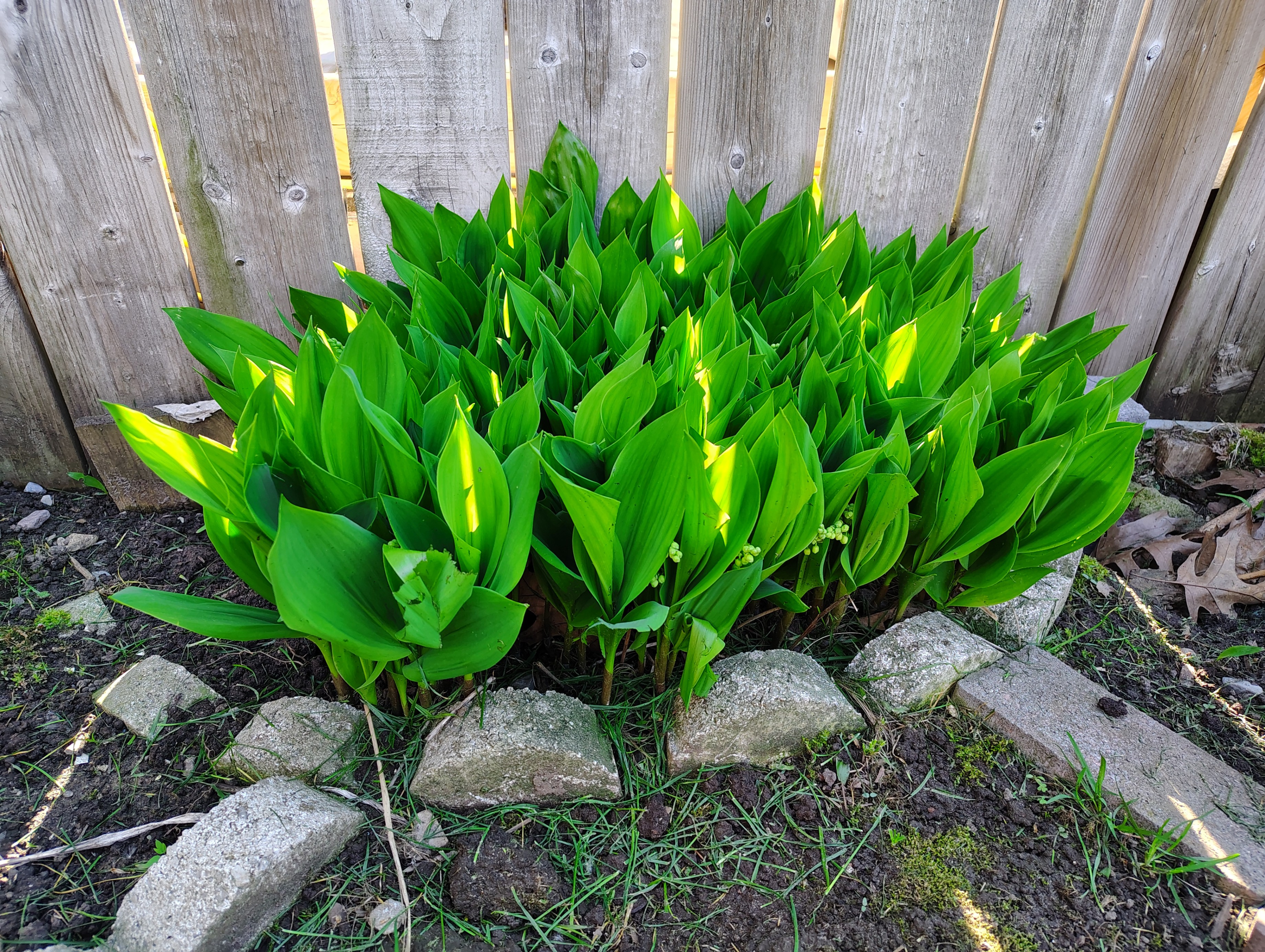 HEALTHY FRESH Perennial Lily of the Valley Flower - photo 2