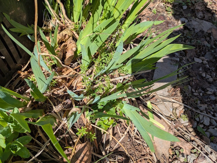 1$ hosta - photo 5