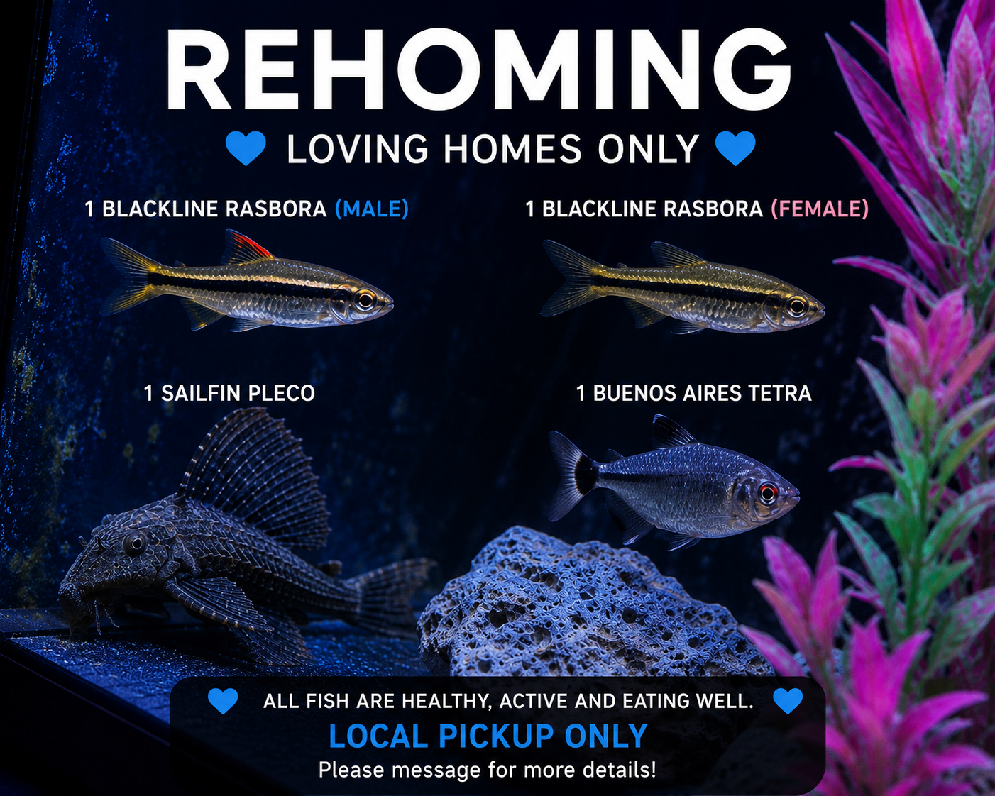 🐟 Tropical Fish Re-Homing 🐟