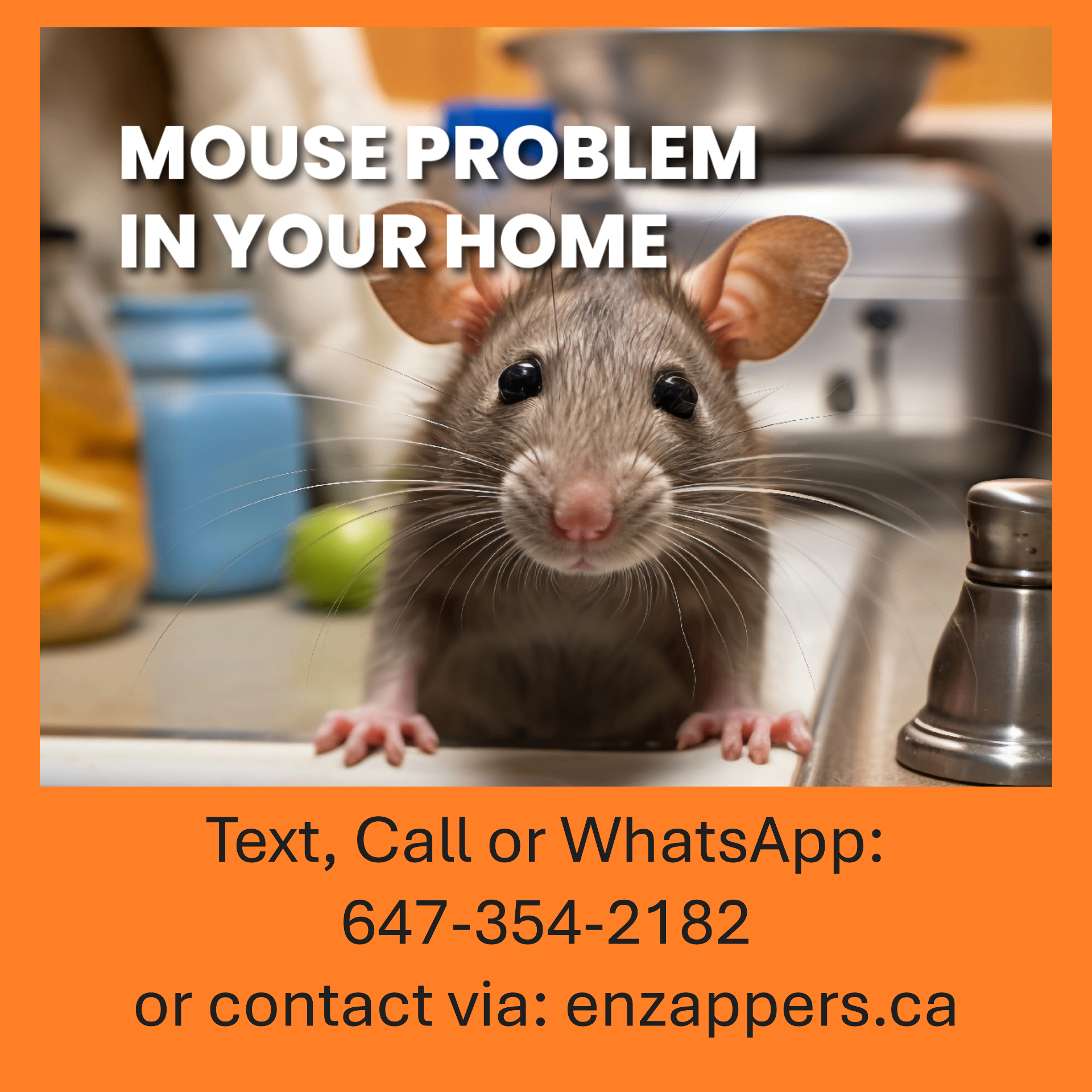 Mouse Problem in Your Home