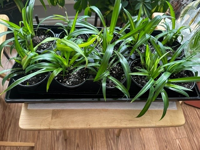 Spider plant babies