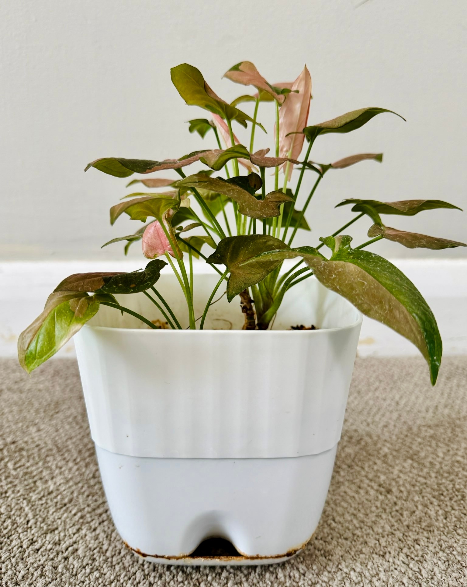 Pink Syngonium Houseplant in White Pot - photo 3