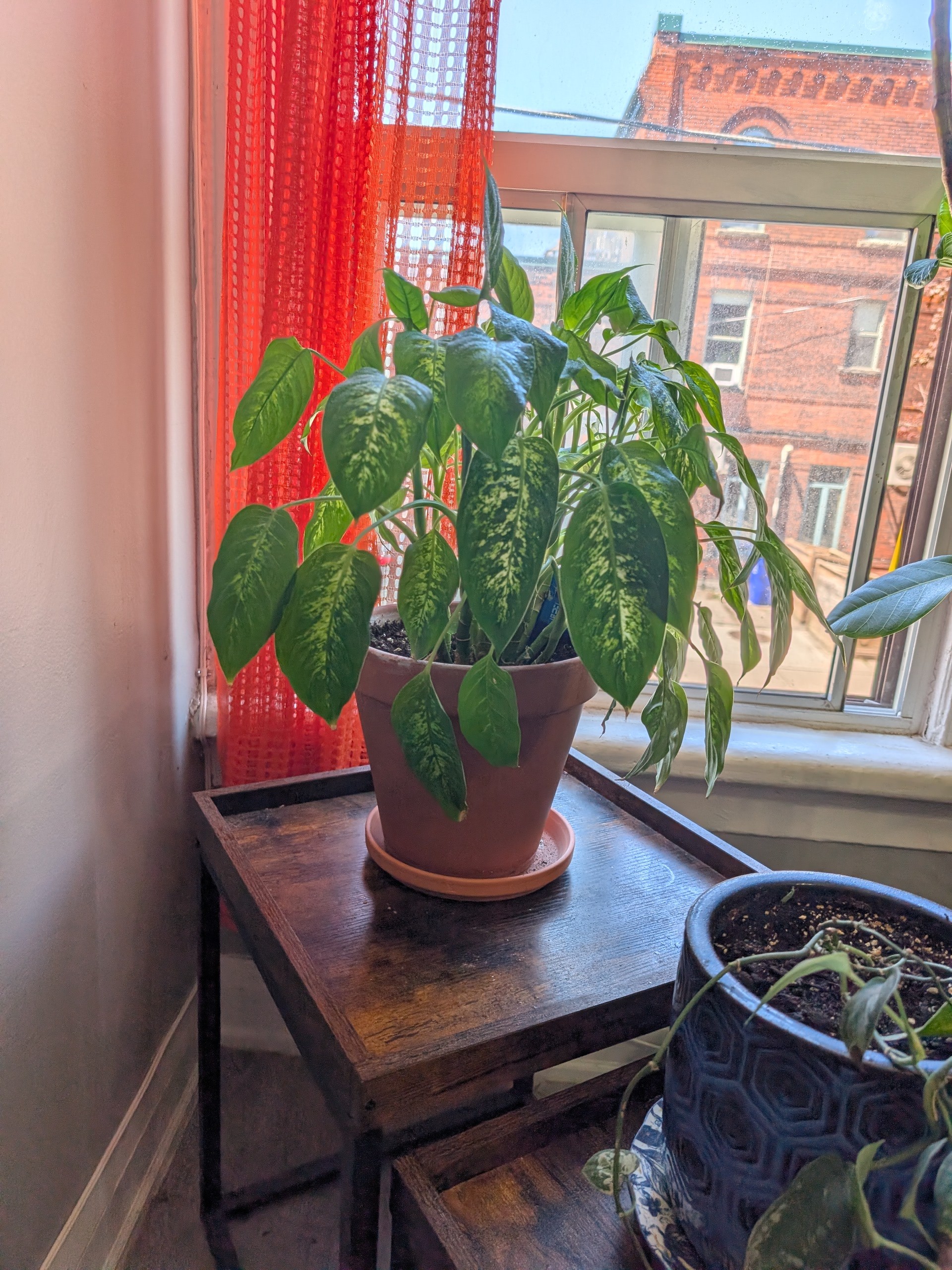 4 Loved Indoor Plants — Pothos, Palm, Amoena, Ficus - photo 5