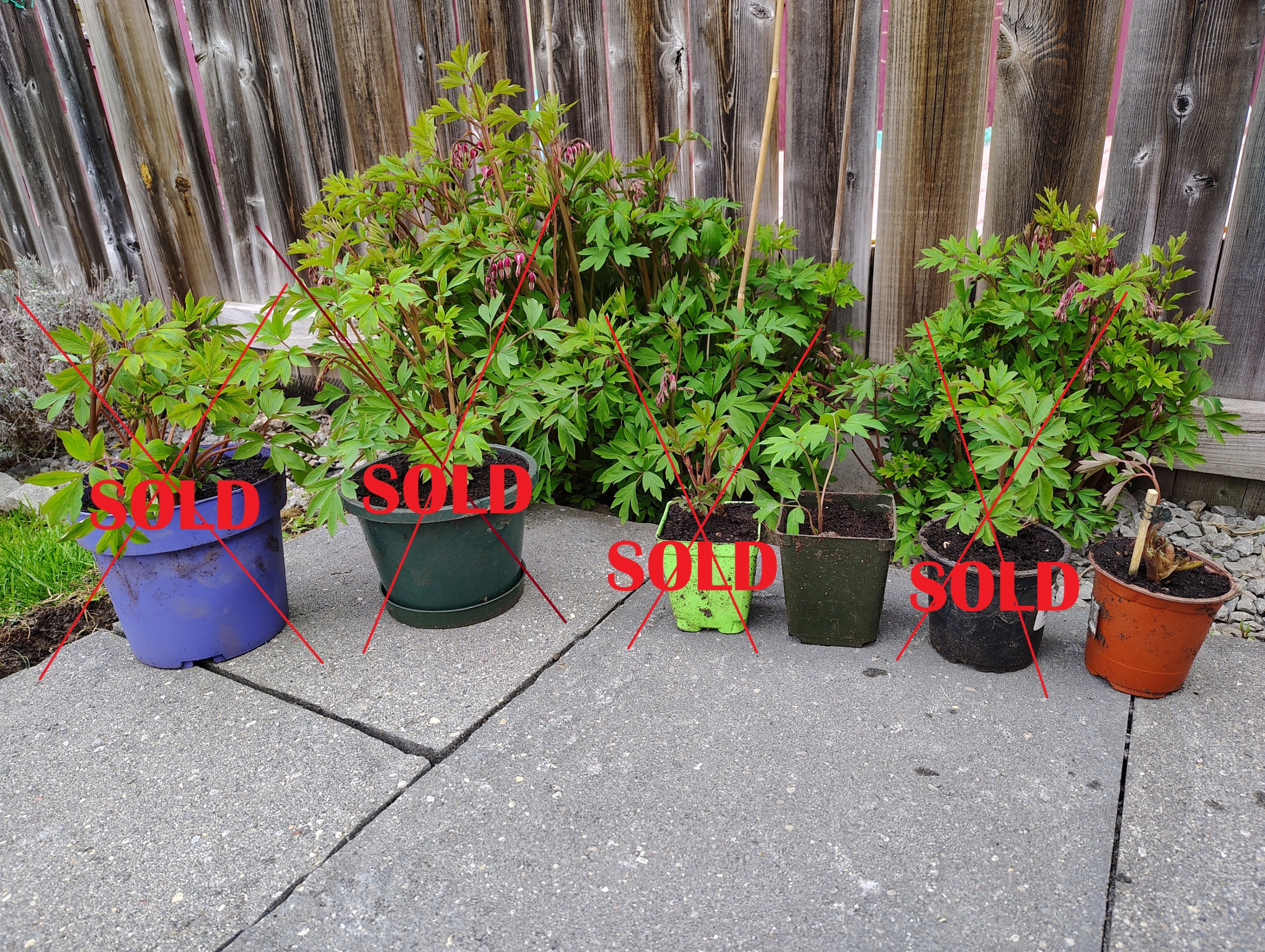 $5 each - HEALTHY FRESH Perennial Bleeding Heart in Pots