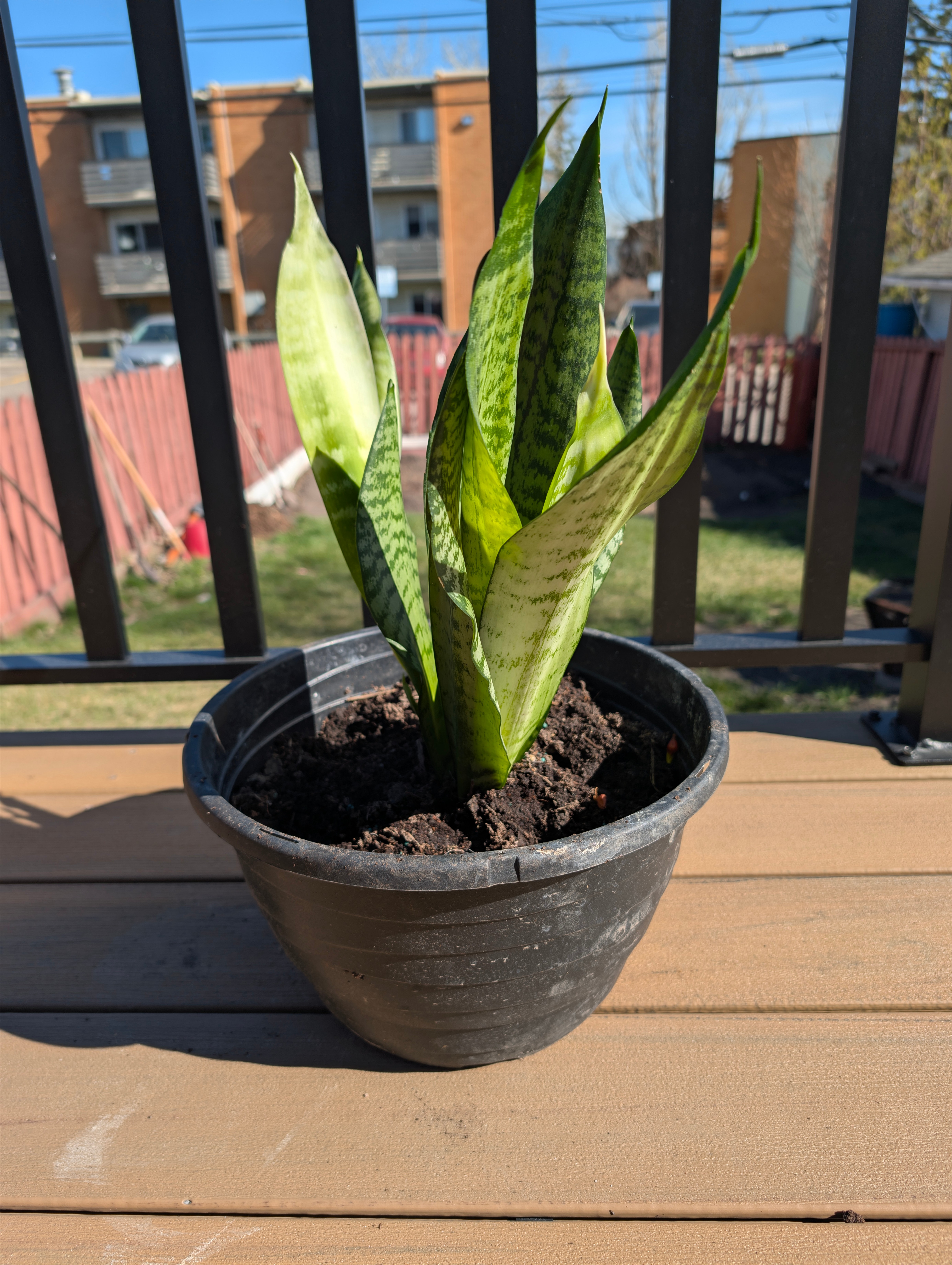 Snake Plants