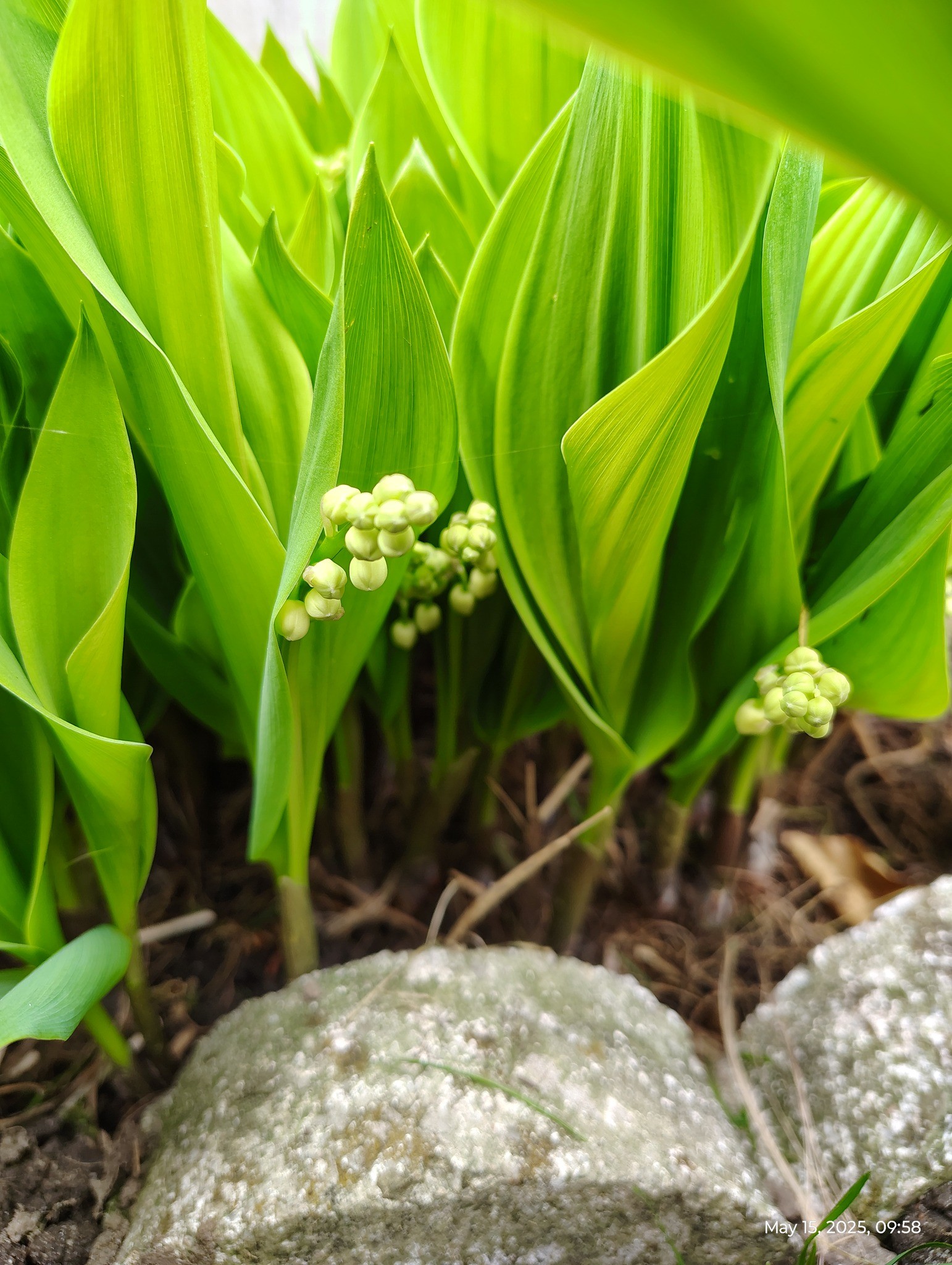 HEALTHY FRESH Perennial Lily of the Valley Flower - photo 2