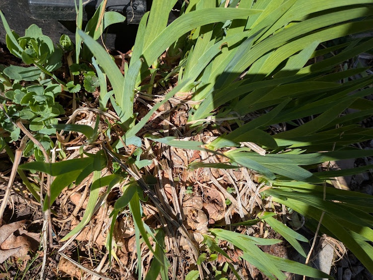 1$ hosta - photo 3