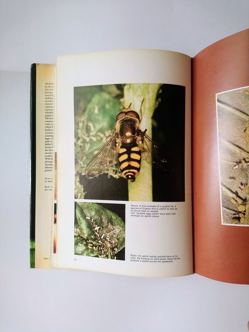 The Secret Life of Insects! - photo 4