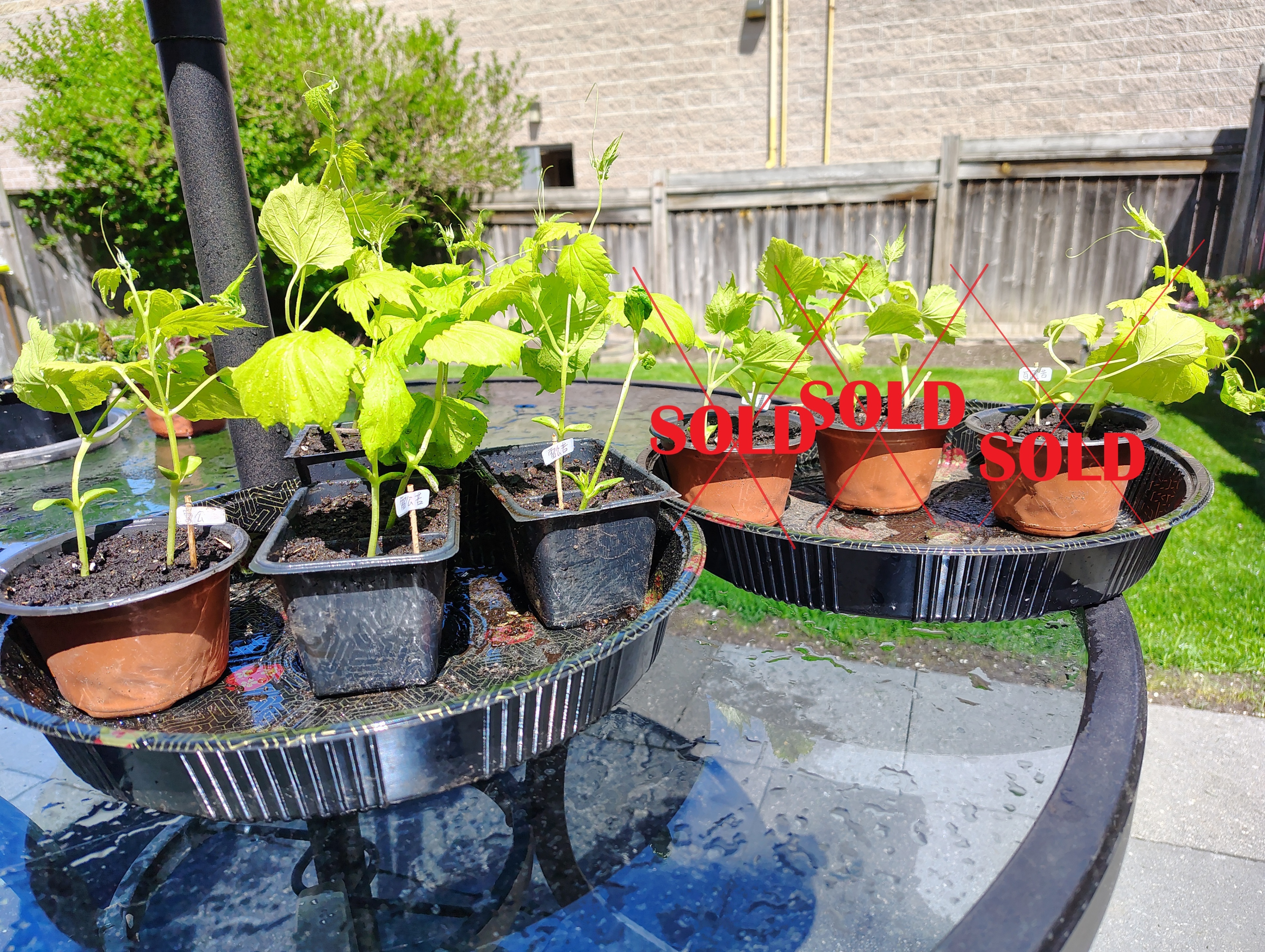 Bittermelon Seedlings Plants - Leigong