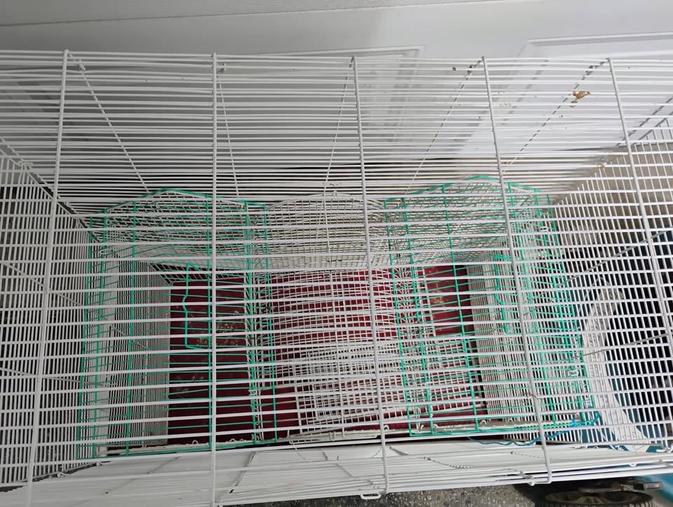 Finch Canary Budgie Lovebird Cockatiel Breeder Parrot Bird Cage - photo 3