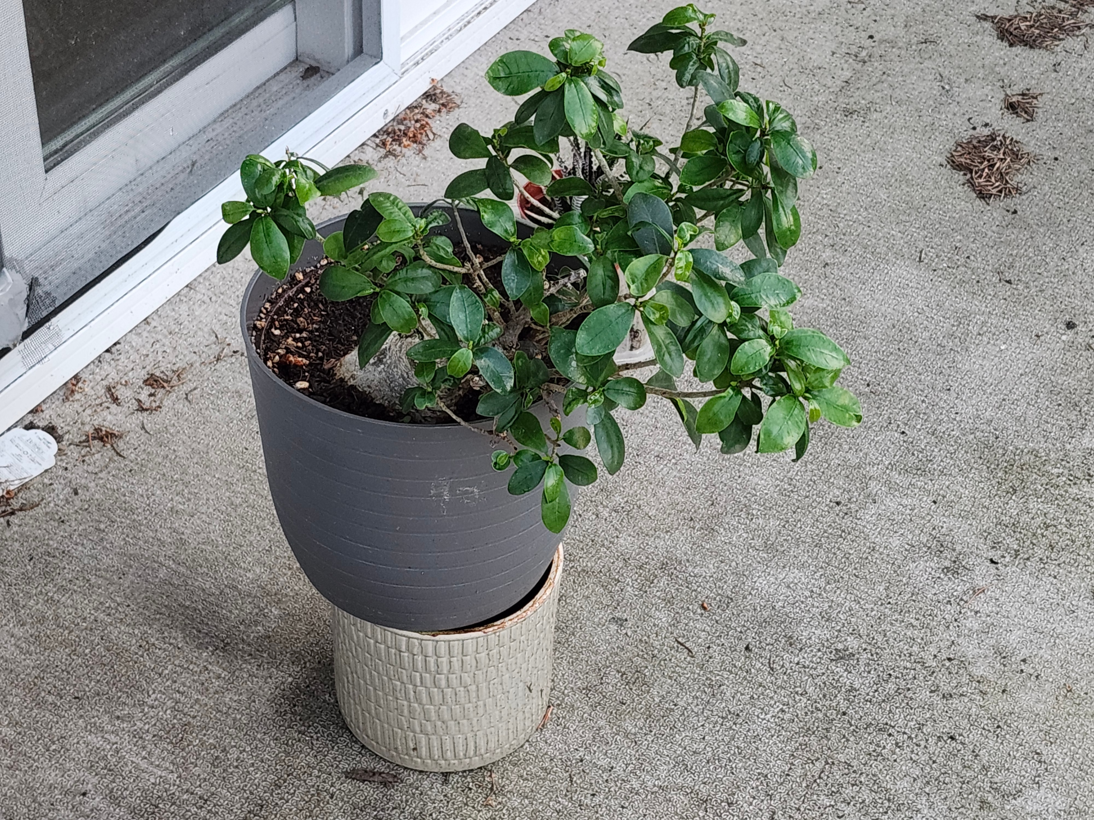 Gardening Bundle – Plants, Pots & More