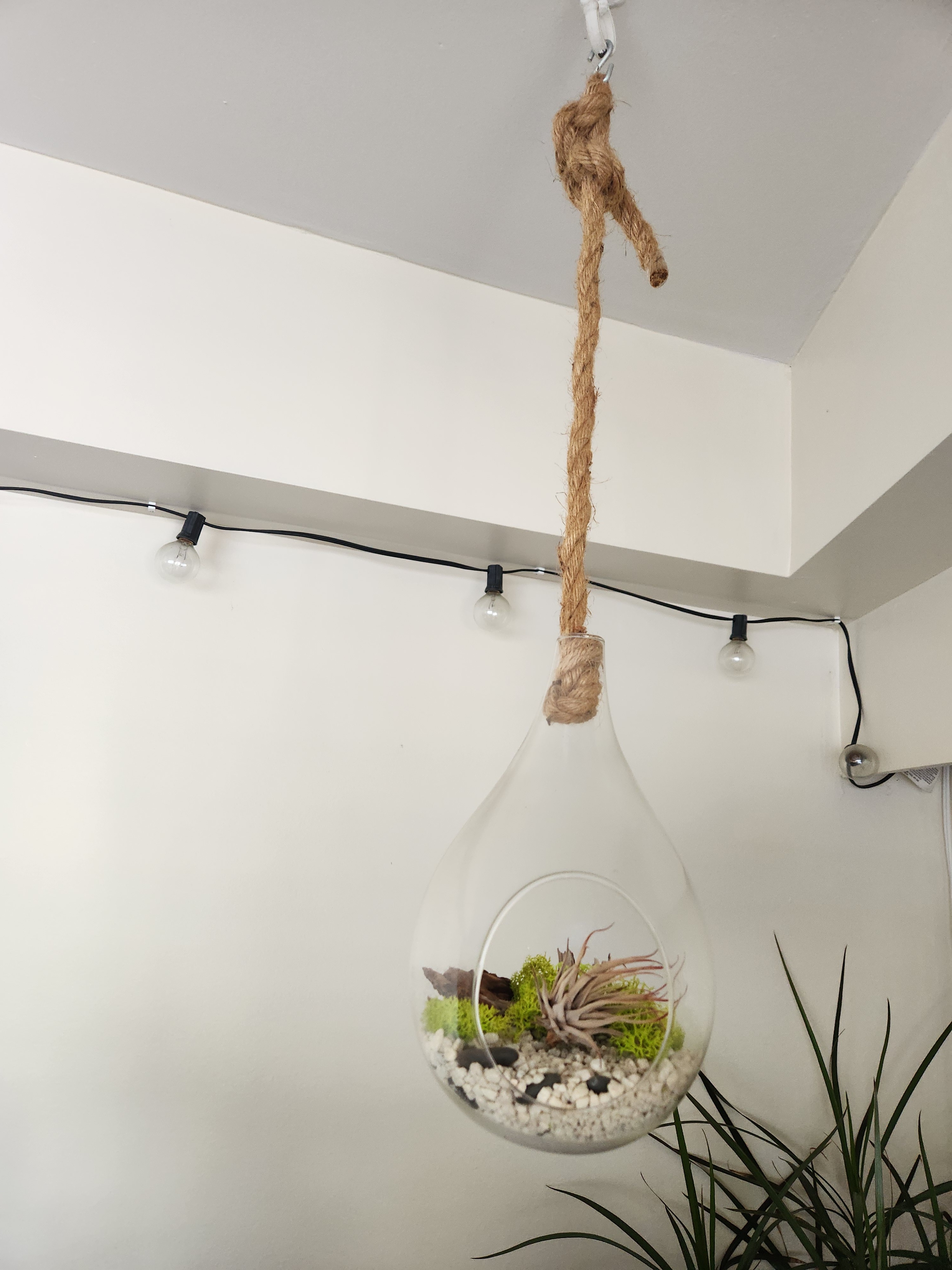 Set of 2 Hanging Glass Drop Terrariums / DIY Plant Pots - photo 3