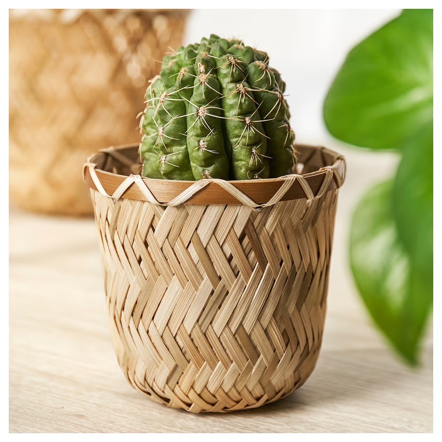 9cm bamboo plant pot, set of 2 - photo 3