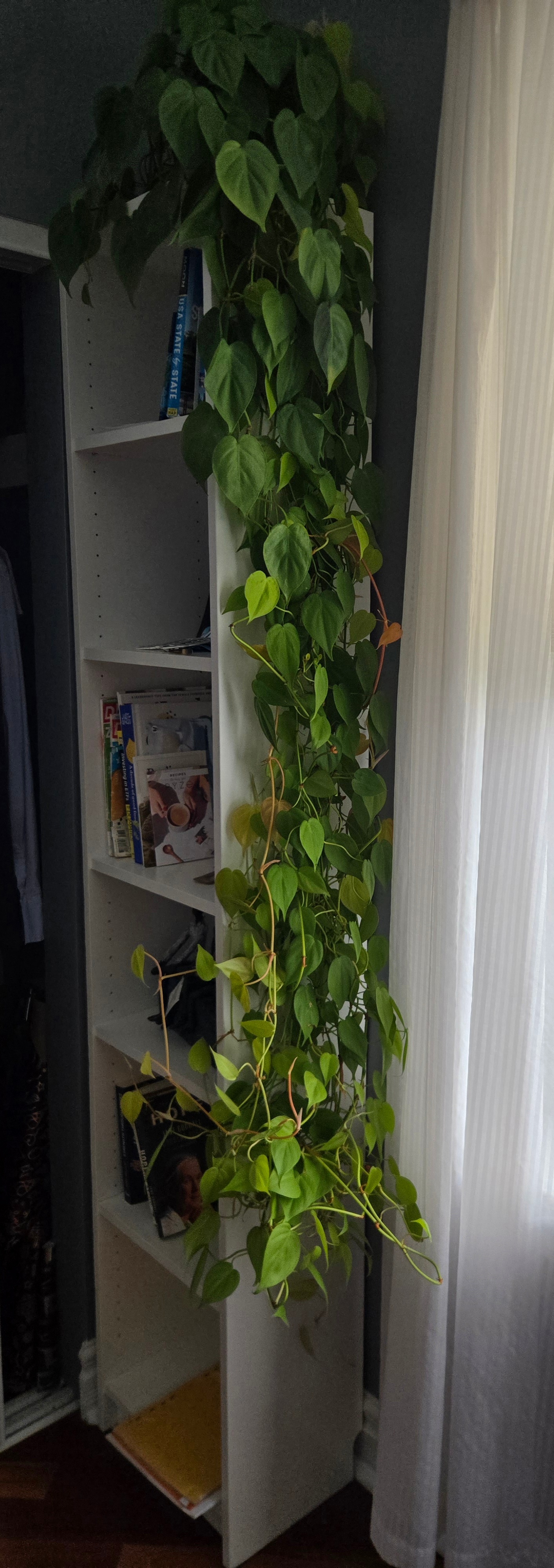 IKEA Billy Bookcase (White) + optional plant