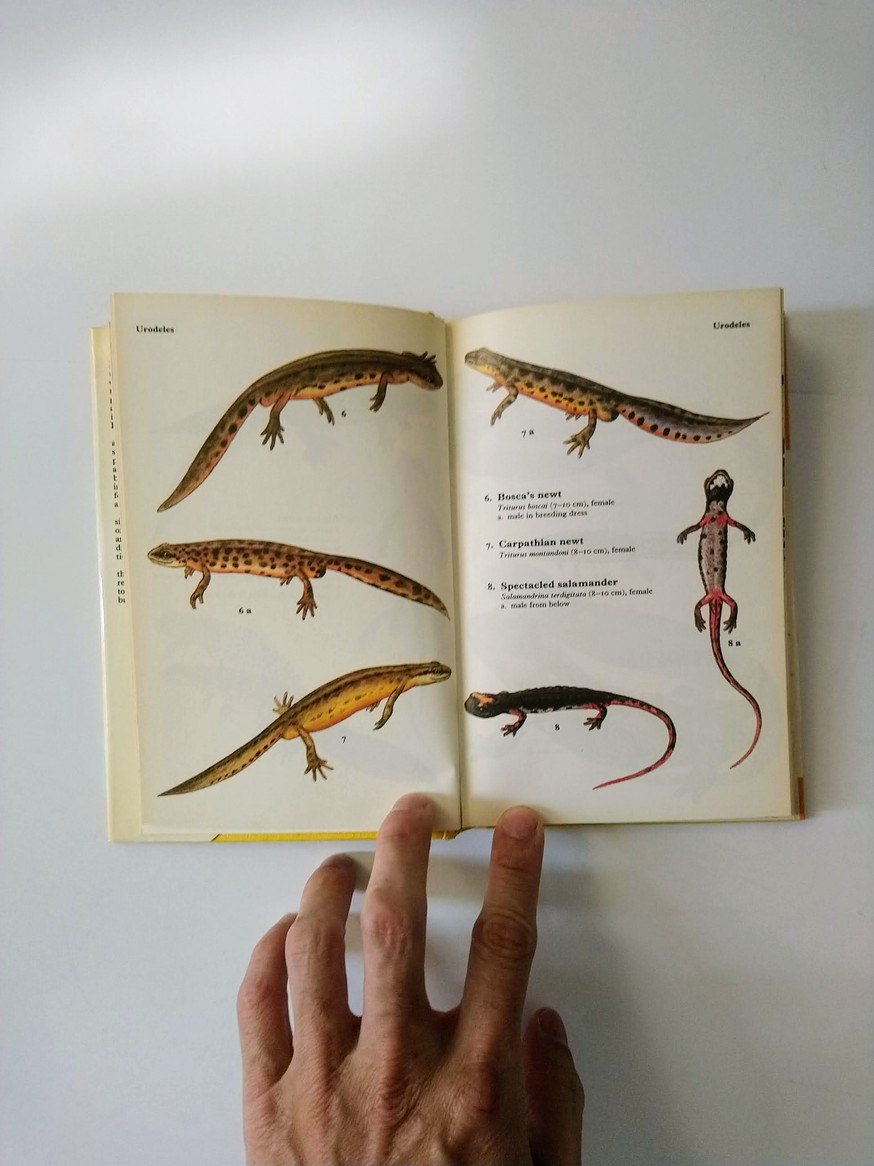 Reptile and Amphibian books! - photo 4
