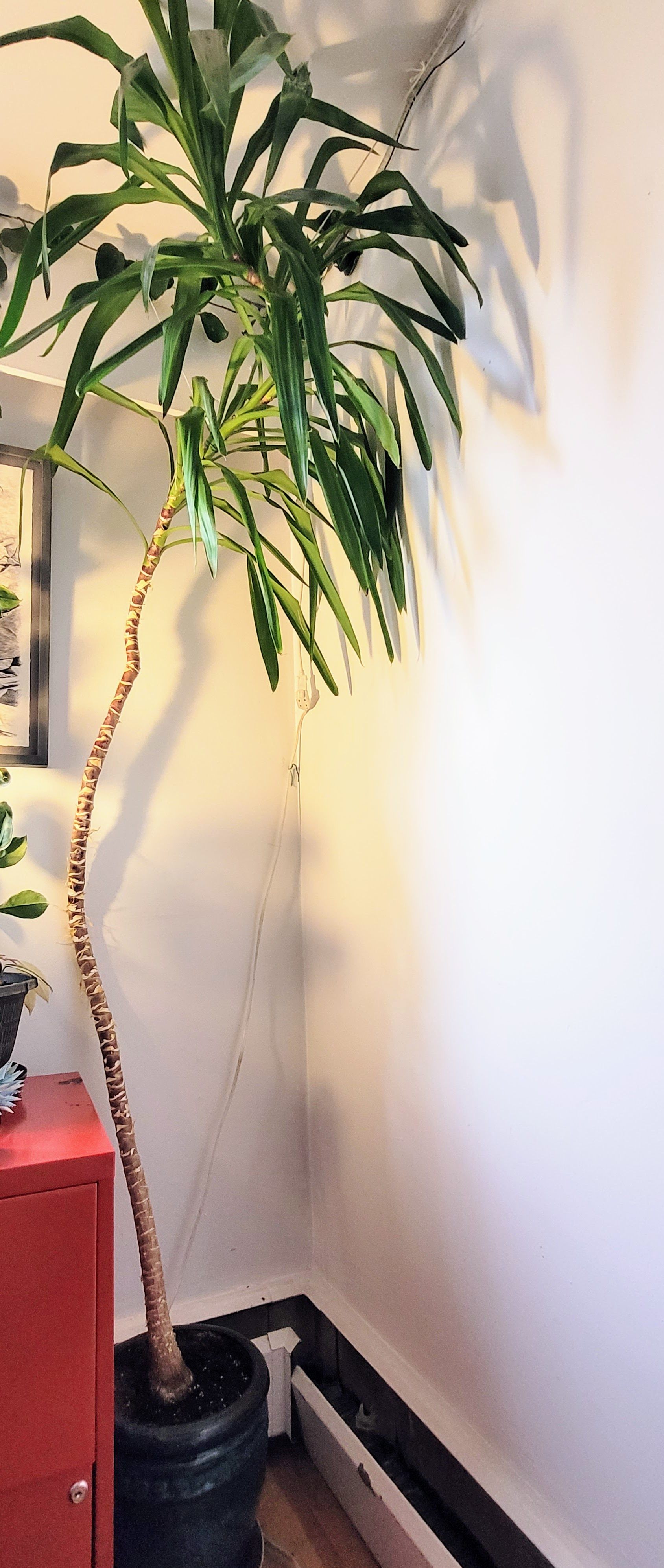 Yucca plant, tall - photo 2
