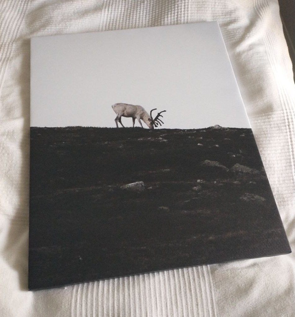 Printed Canvas Art - New