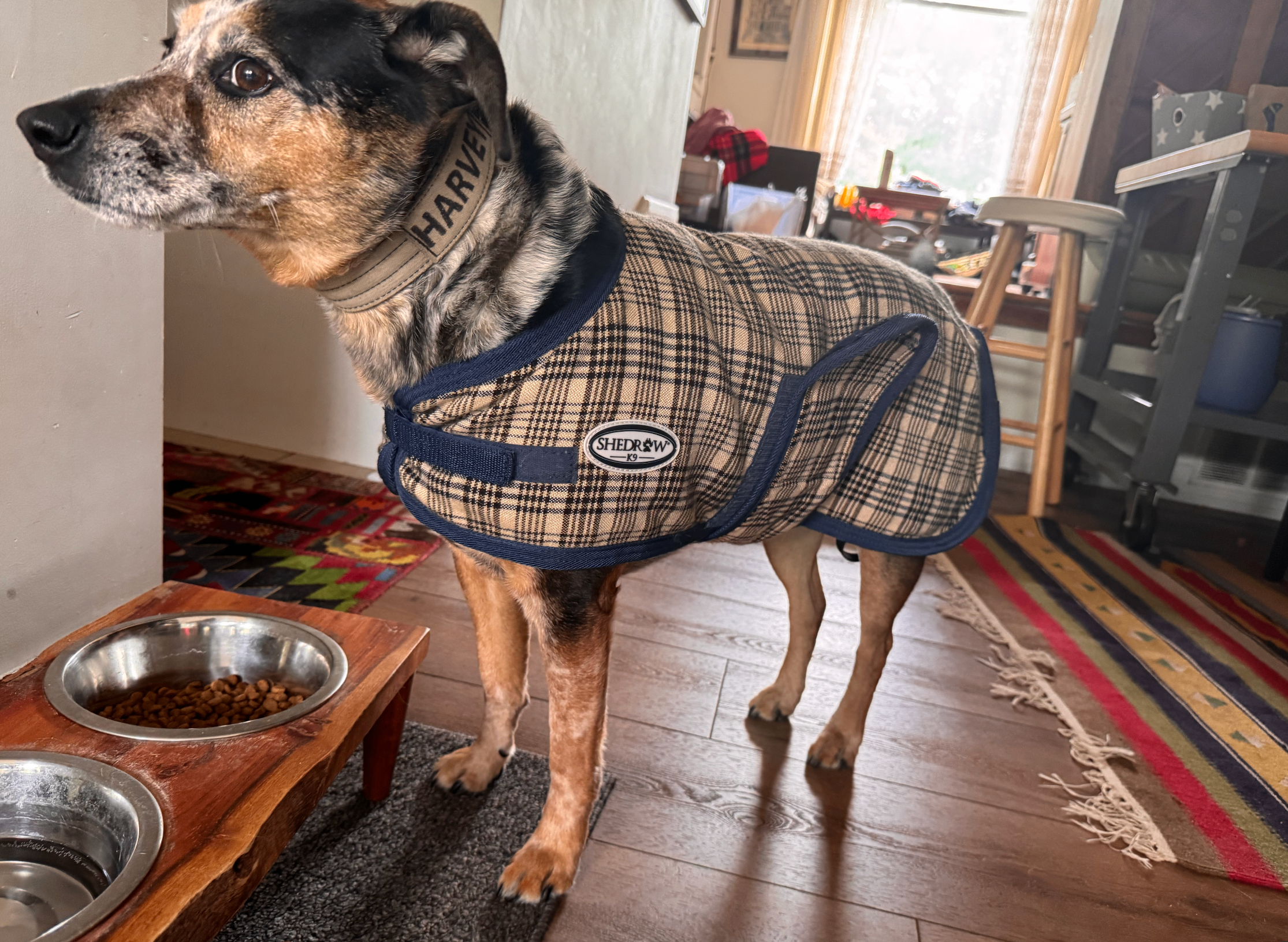 Dog Jacket (Medium Size Dog) - photo 3