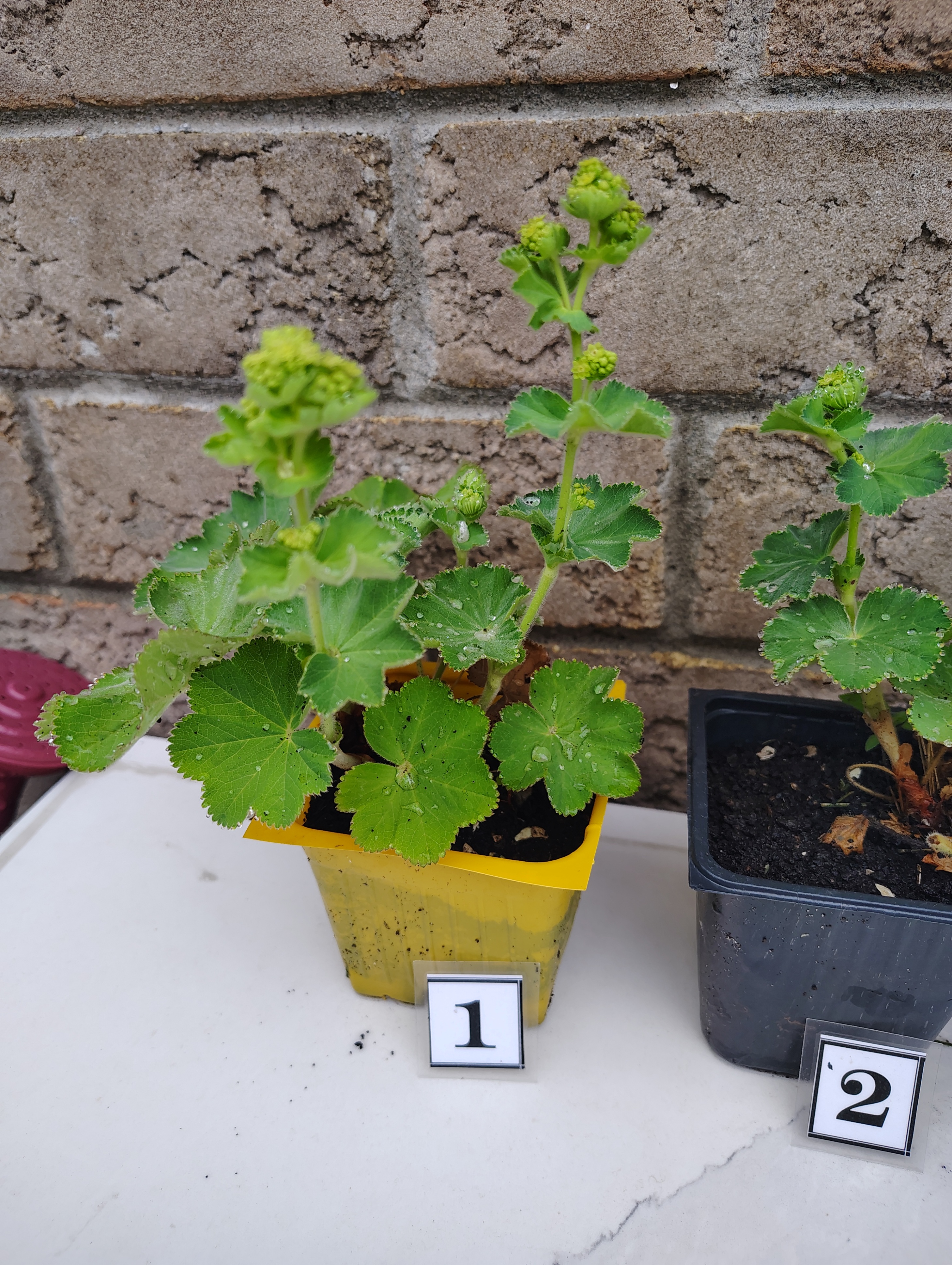 HEALTHY FRESH Perennial Lady's Mantle Alchemilla in Pots - photo 2