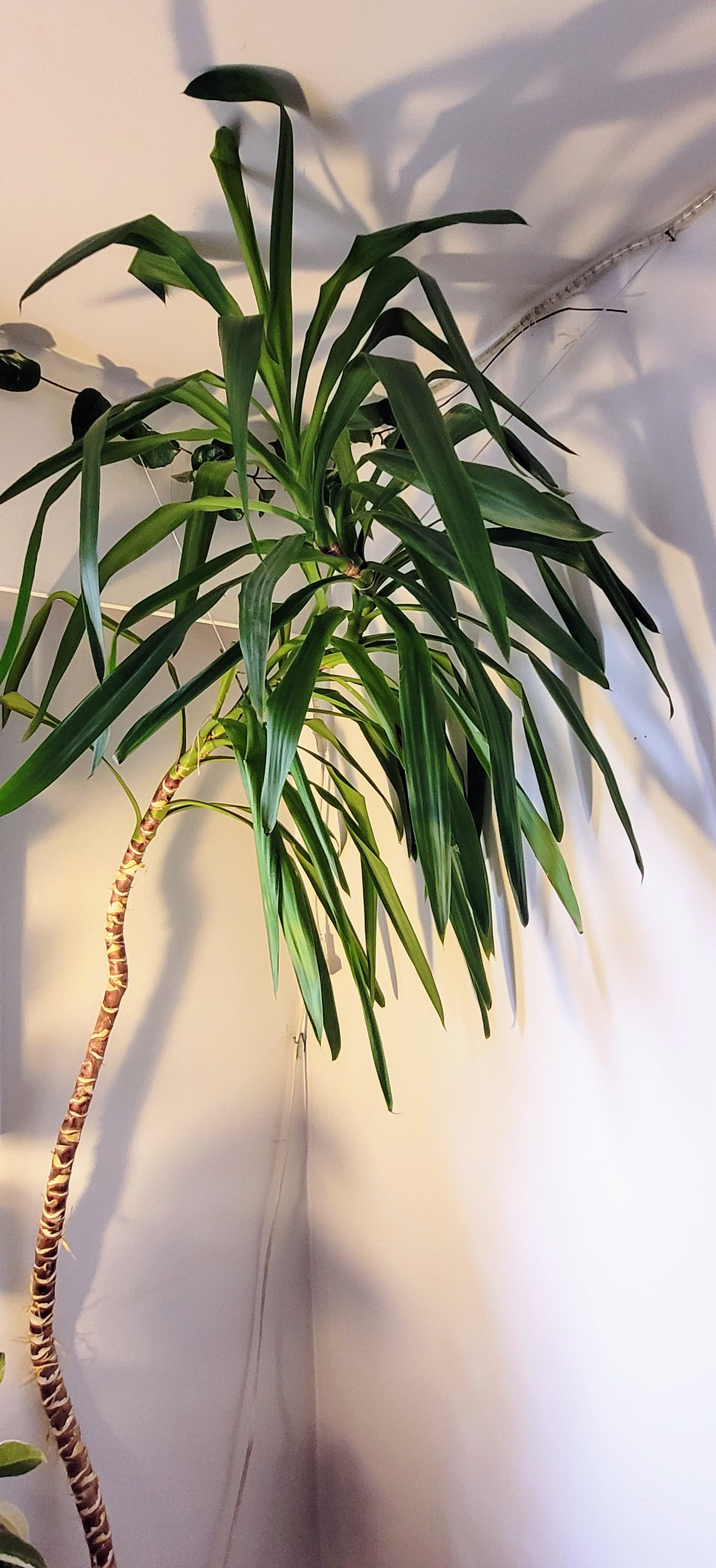 Yucca plant, tall