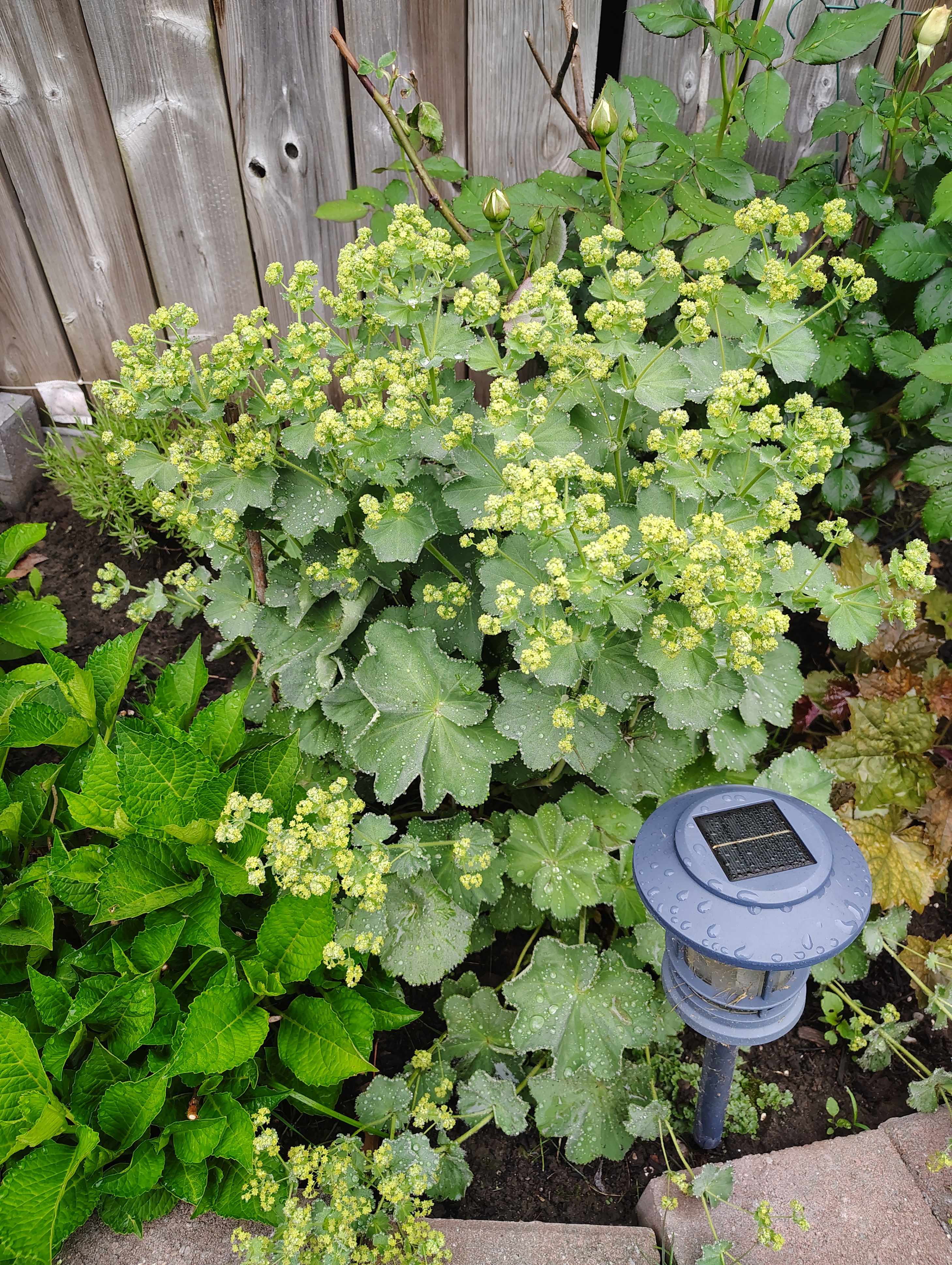 HEALTHY FRESH Perennial Lady's Mantle Alchemilla in Pots - photo 5