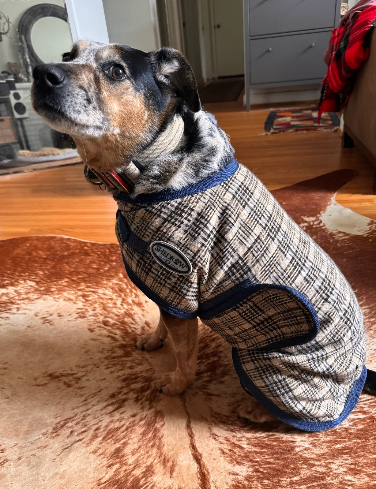 Dog Jacket (Medium Size Dog) - photo 2