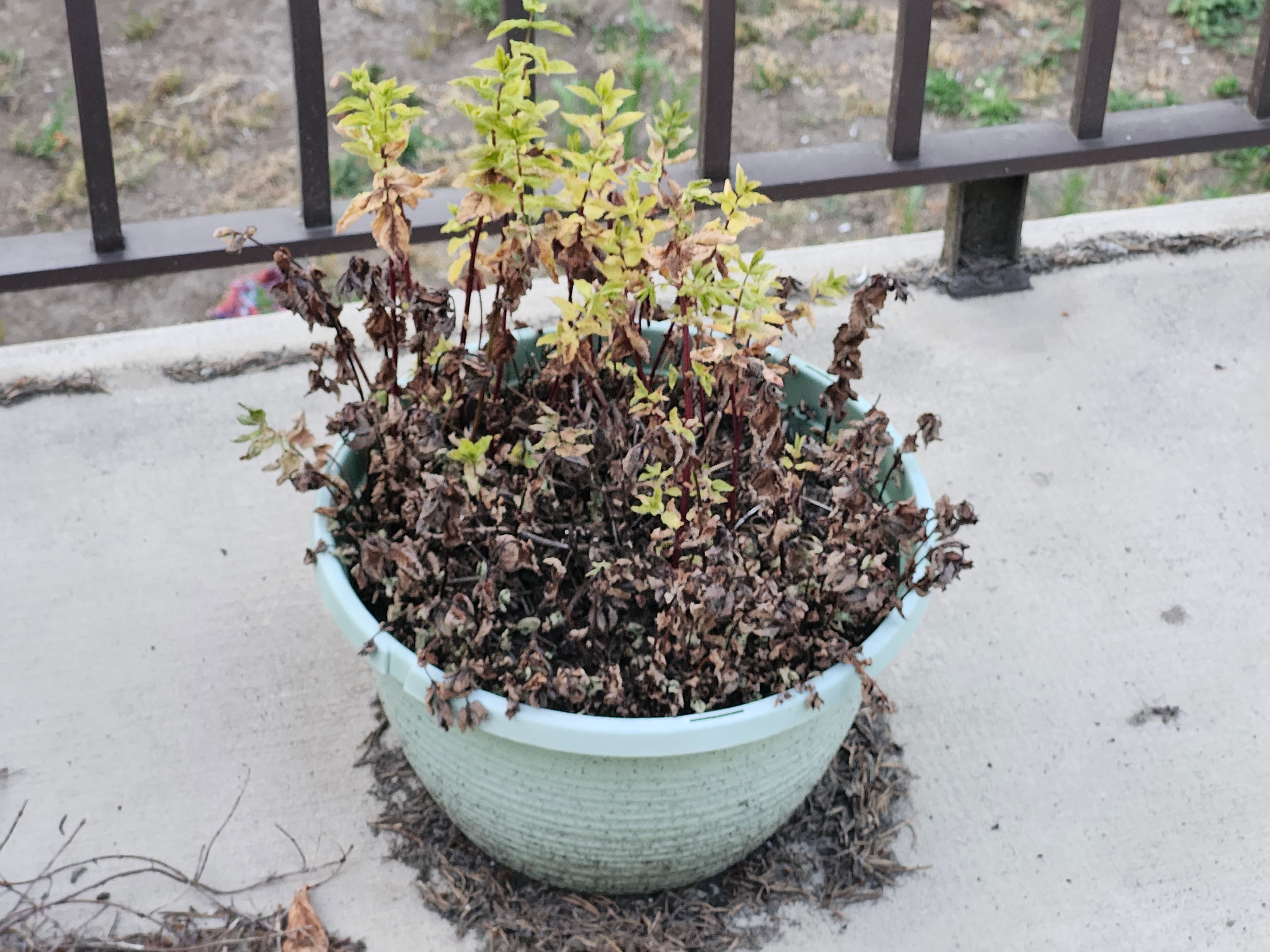 Gardening Bundle – Plants, Pots & More - photo 4