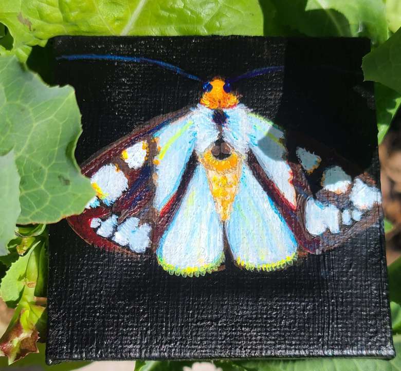 Reversed Haploa Moth mini painting