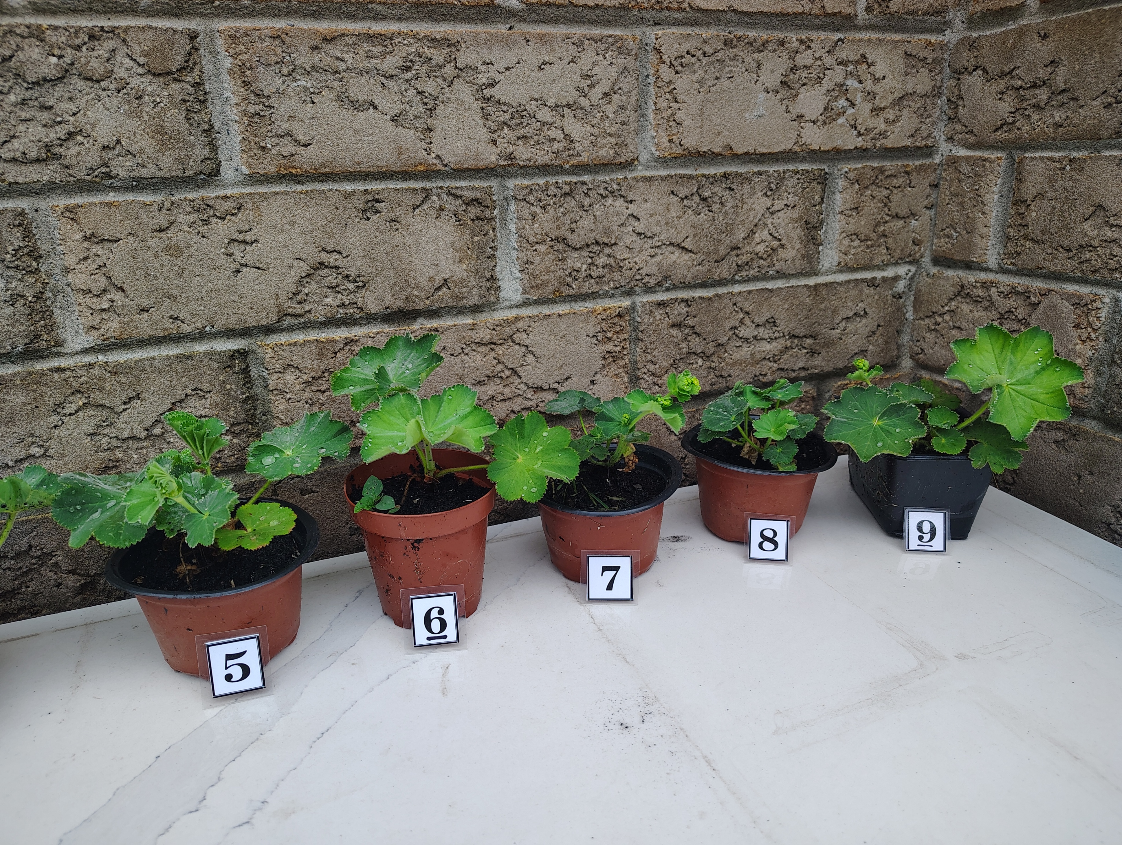 HEALTHY FRESH Perennial Lady's Mantle Alchemilla in Pots - photo 4