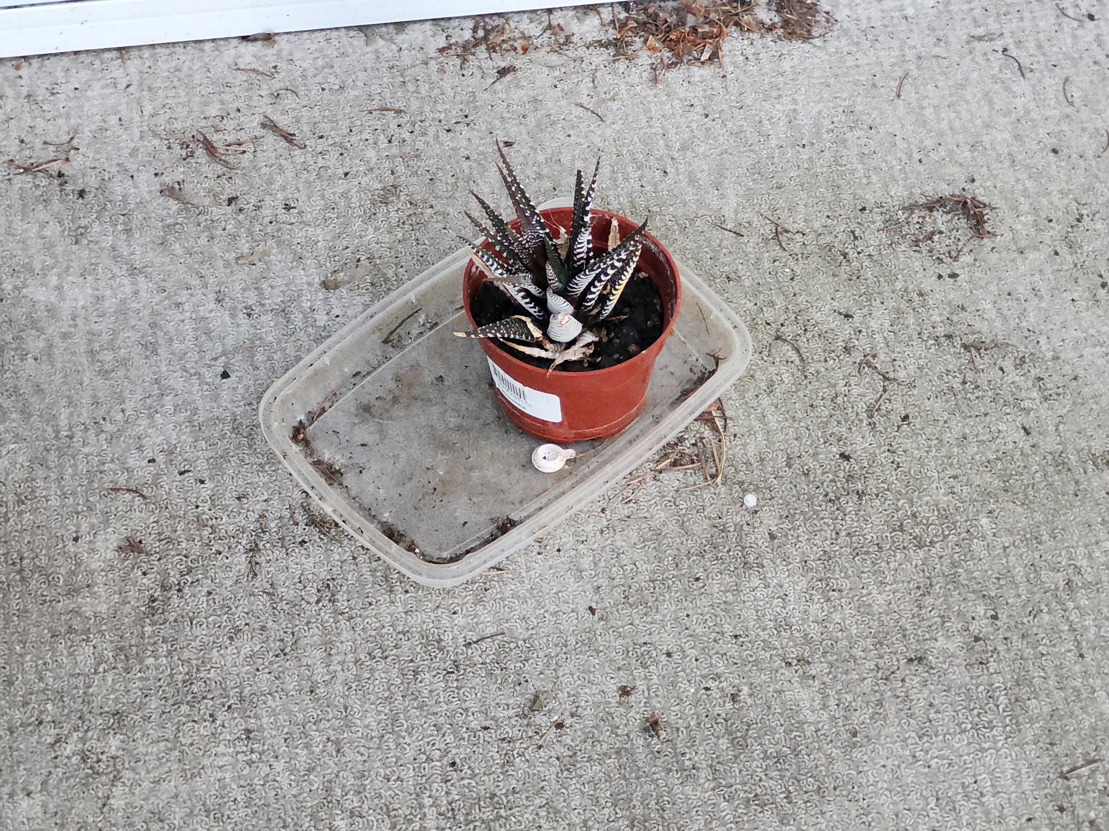 Gardening Bundle – Plants, Pots & More - photo 2