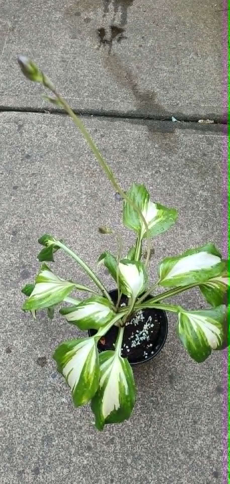 Variegated Hosta Plant