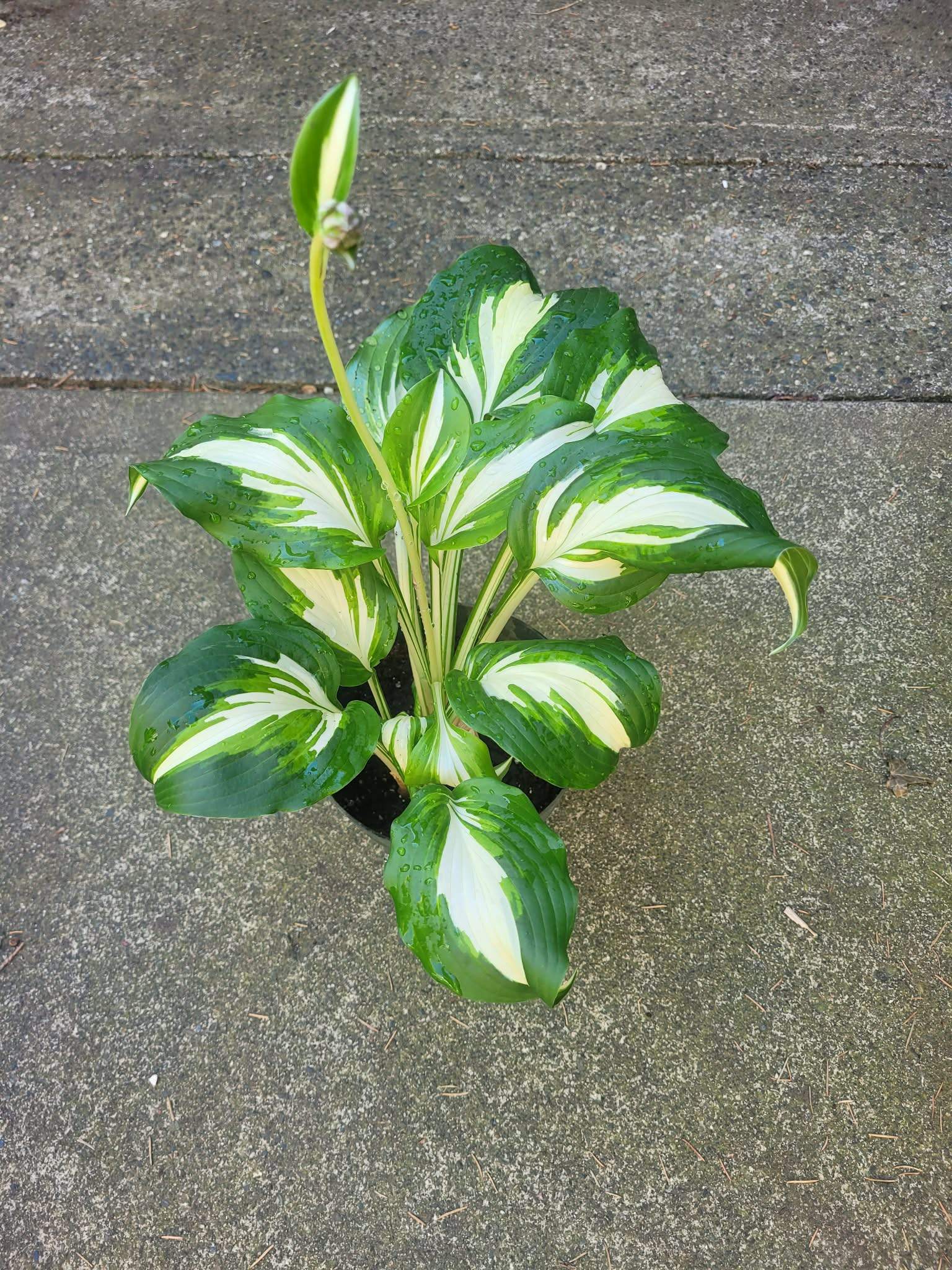Hosta Plant