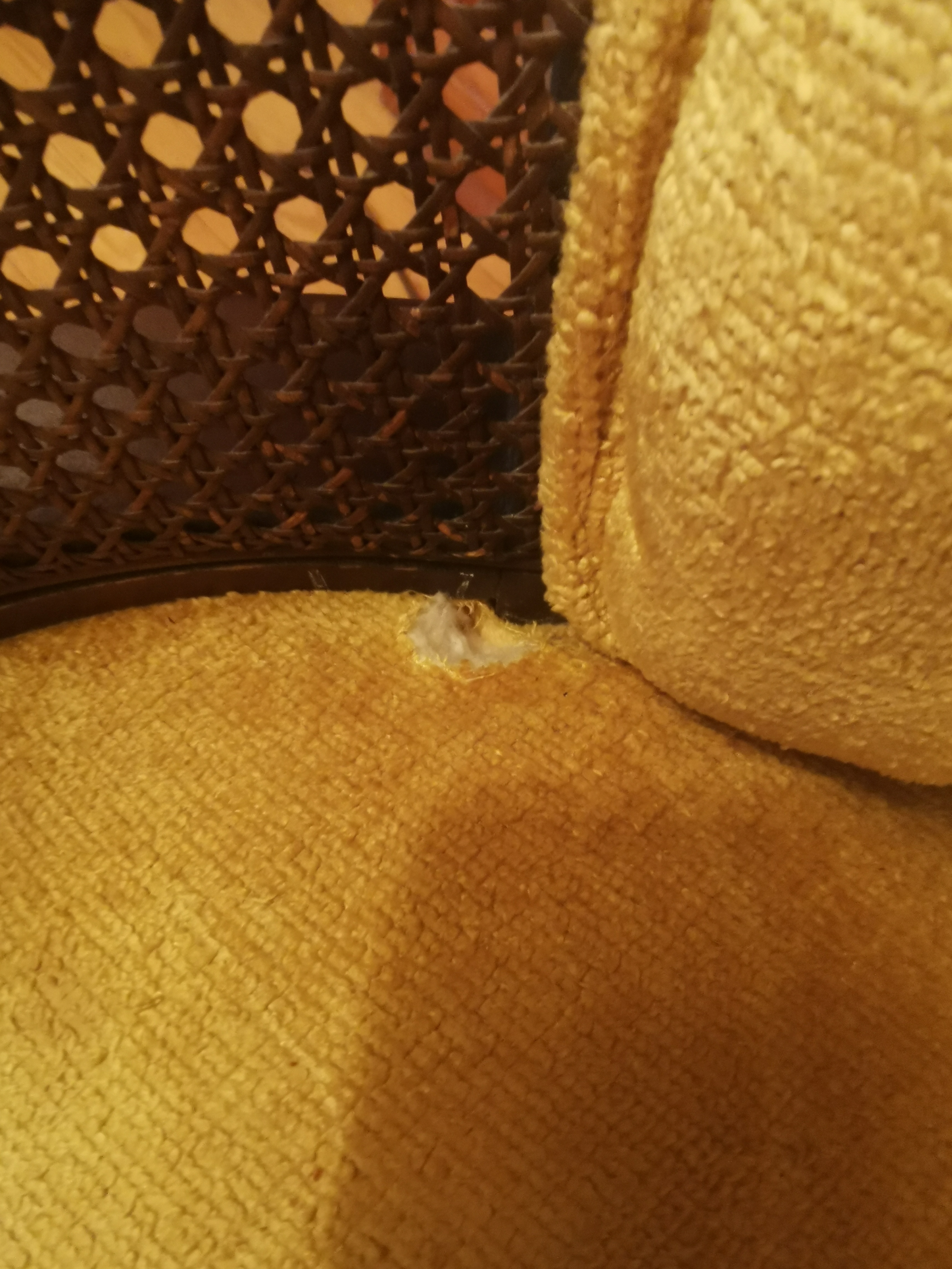 Circa 1972–1976 Cane Barrel Chair – Tufted Gold Accent Chair - photo 5