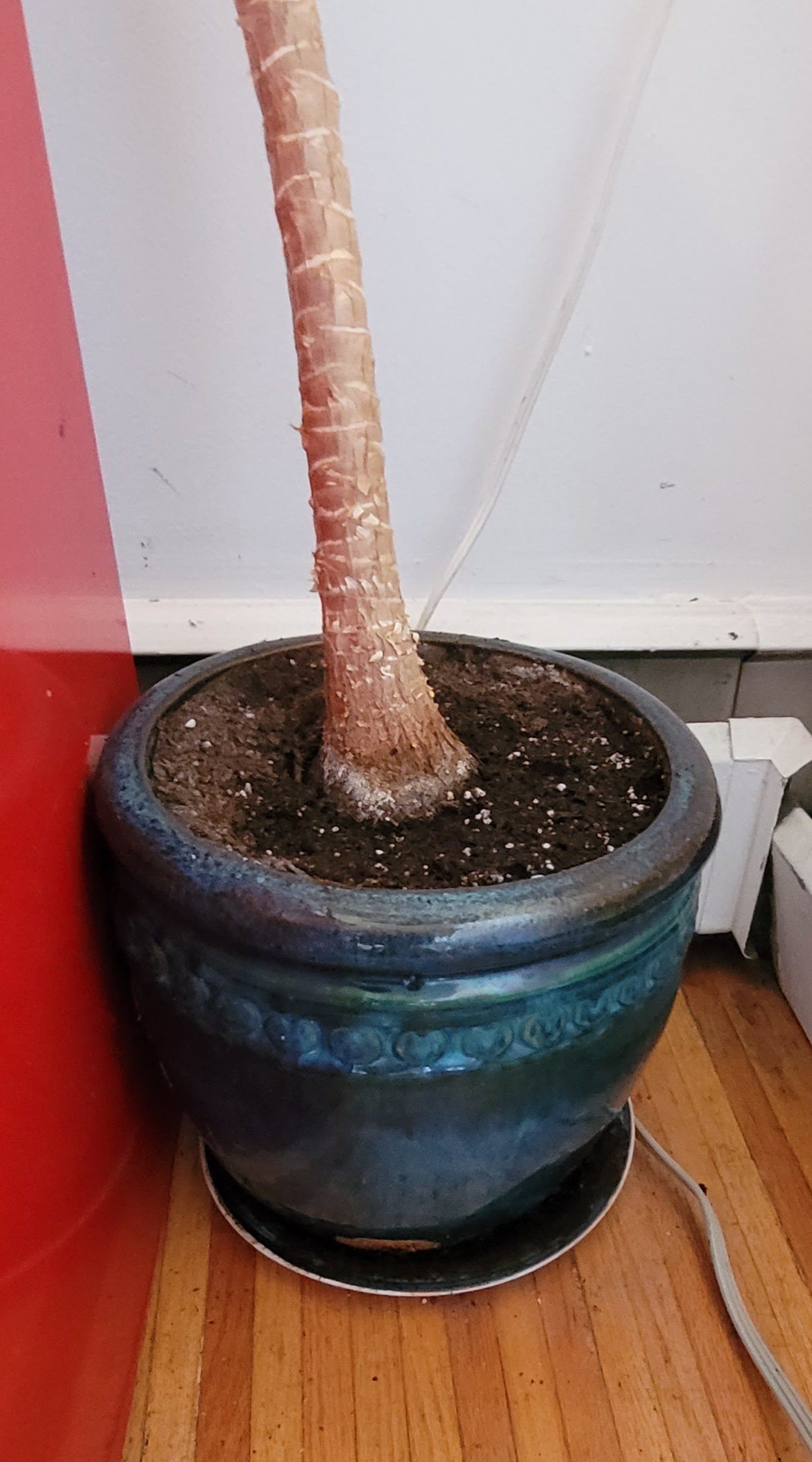 Yucca plant, tall - photo 3