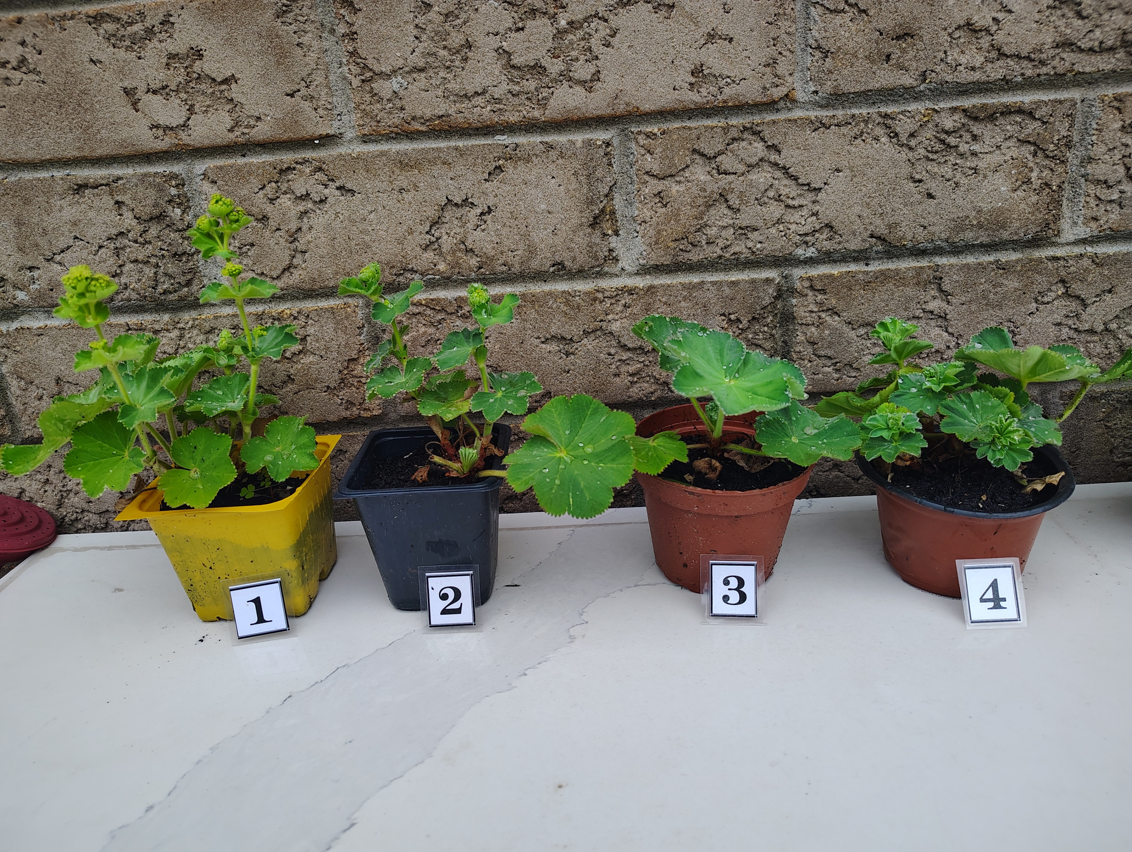 HEALTHY FRESH Perennial Lady's Mantle Alchemilla in Pots - photo 3