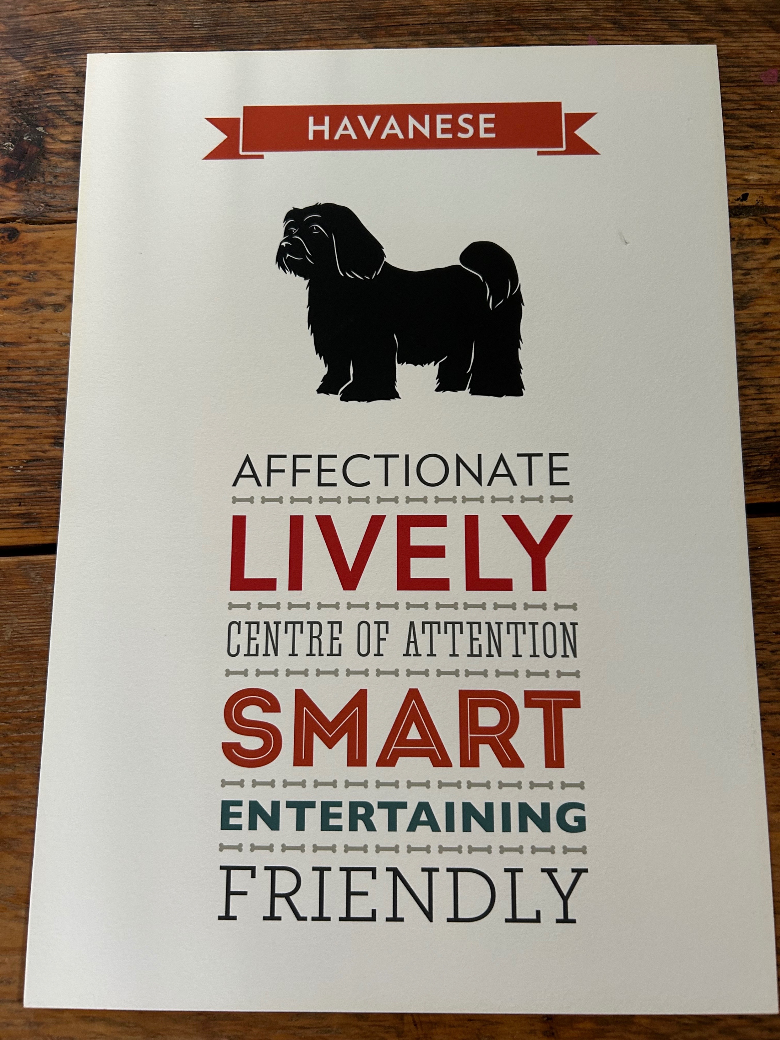Havanese Art Print - 21cm W x 30cm L