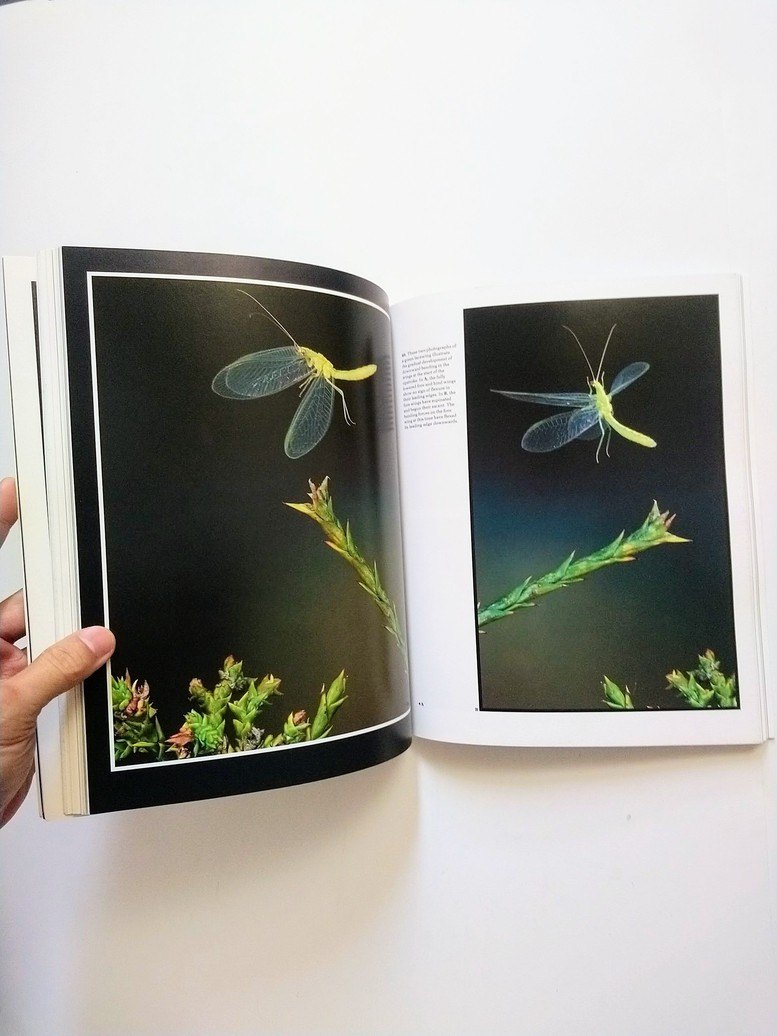 Insects In Flight! - photo 5
