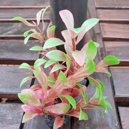 Artificial aquarium plant